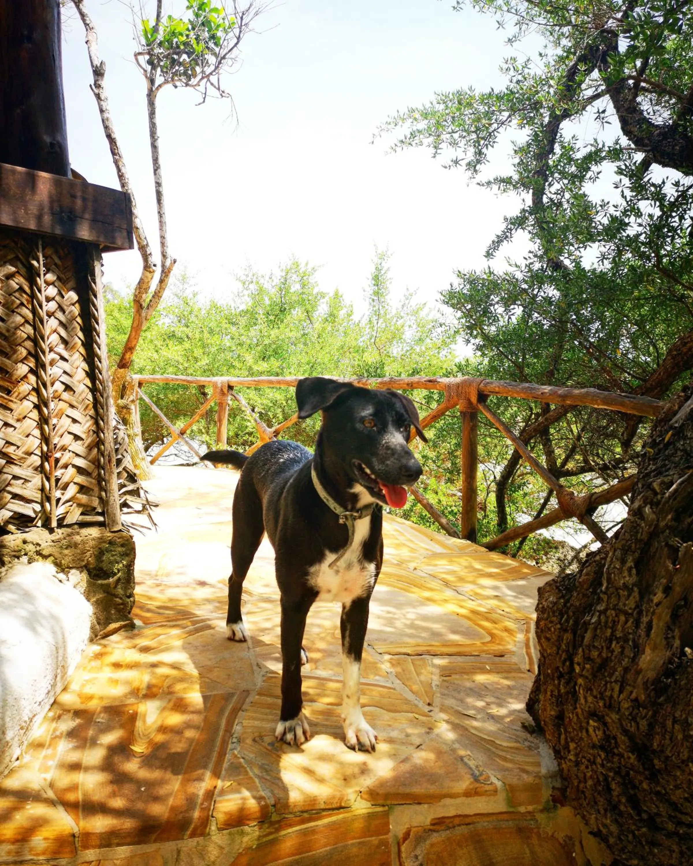 Pets in The Island - Pongwe Lodge