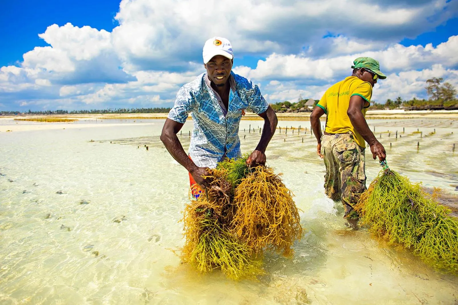 Beach in The Island - Pongwe Lodge