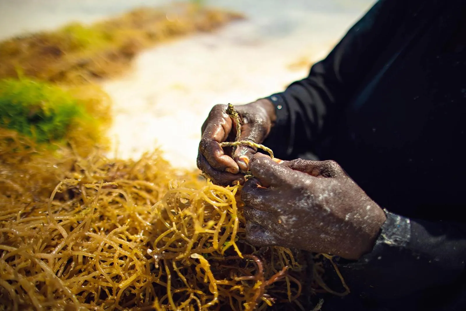 Beach in The Island - Pongwe Lodge