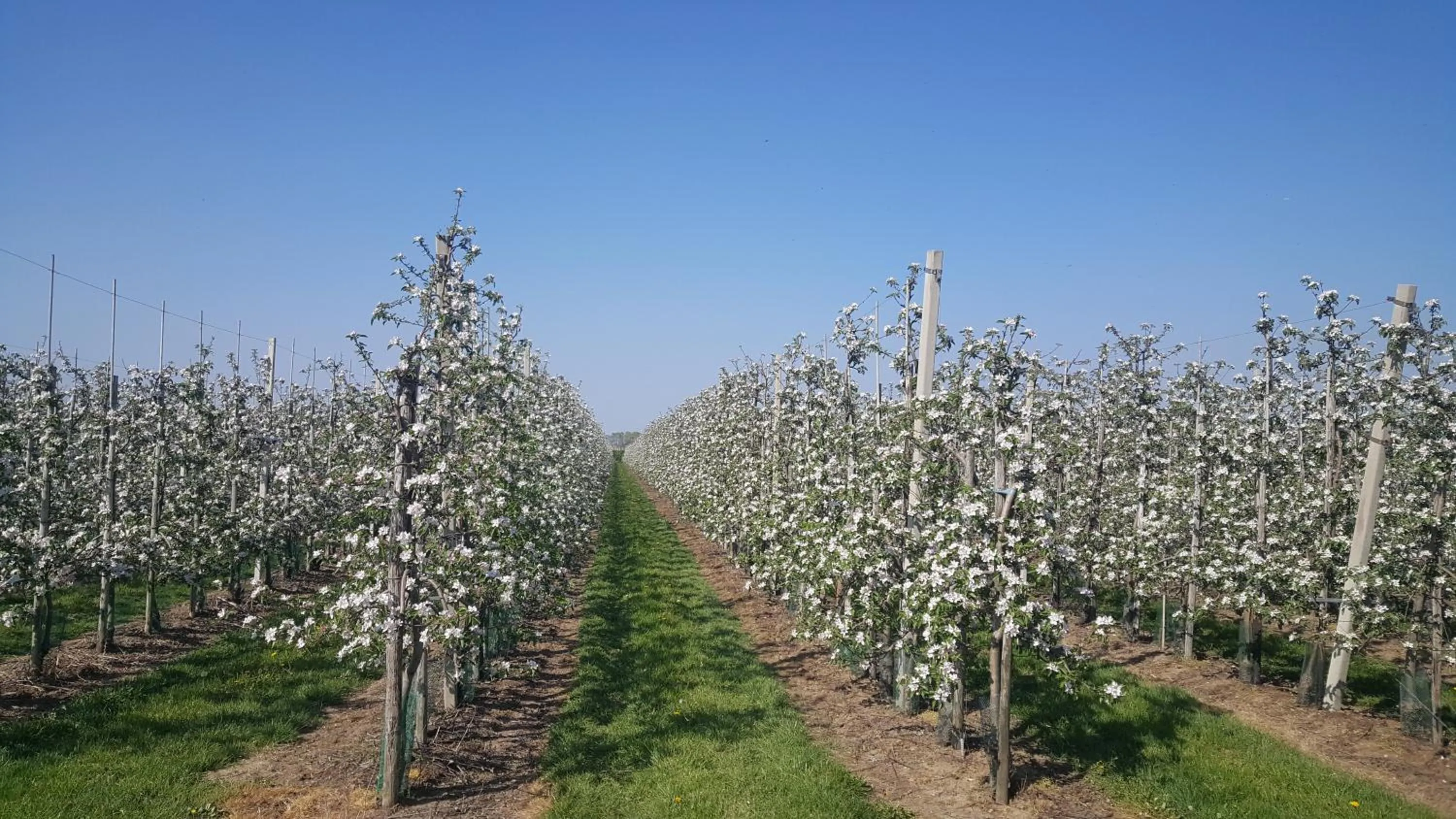 Natural landscape in B&B Het Zwanennest