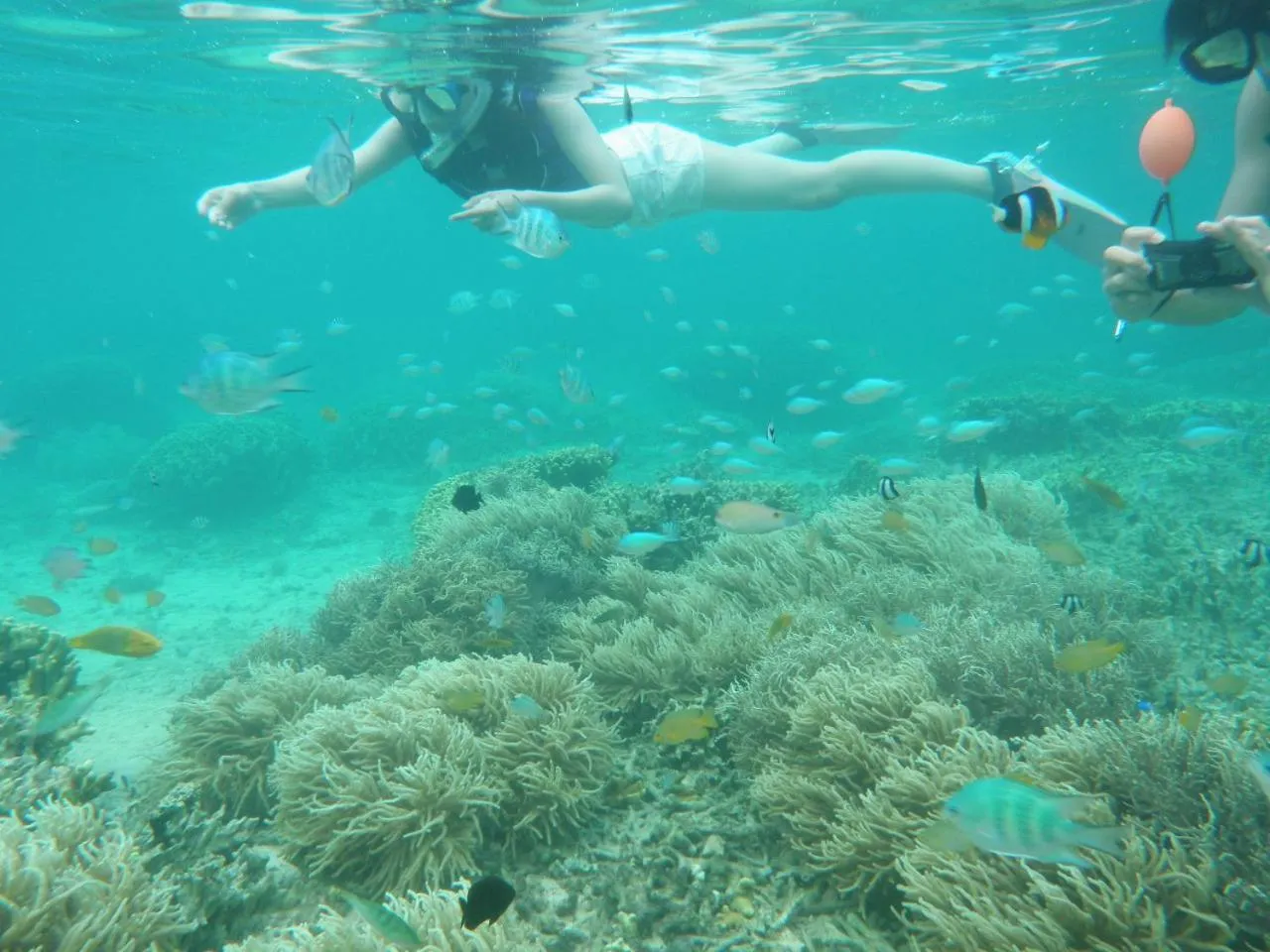 Snorkeling in Okinawa Hostel Yanbaru Fukuro