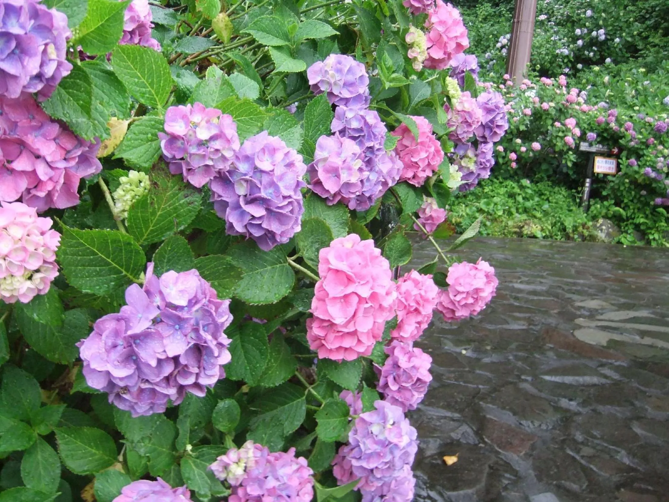 Nearby landmark in Shimoda Yamatokan
