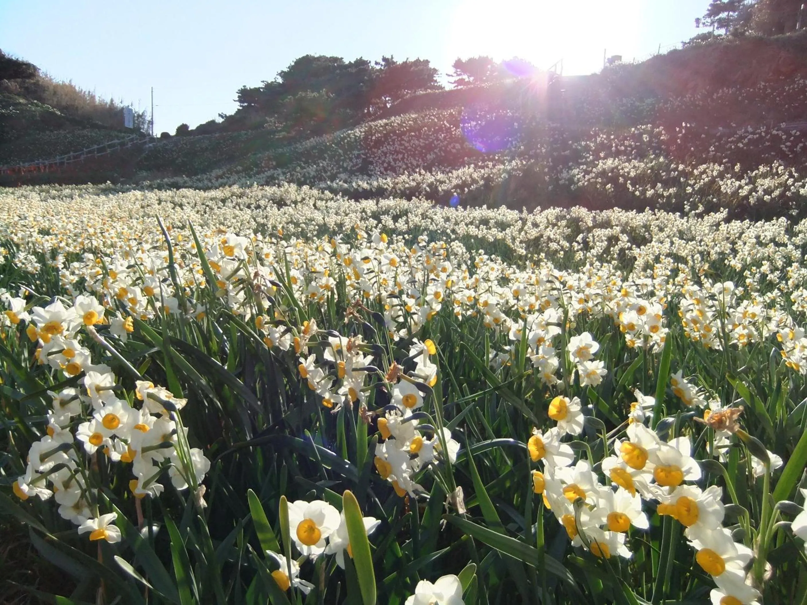 Winter in Shimoda Yamatokan