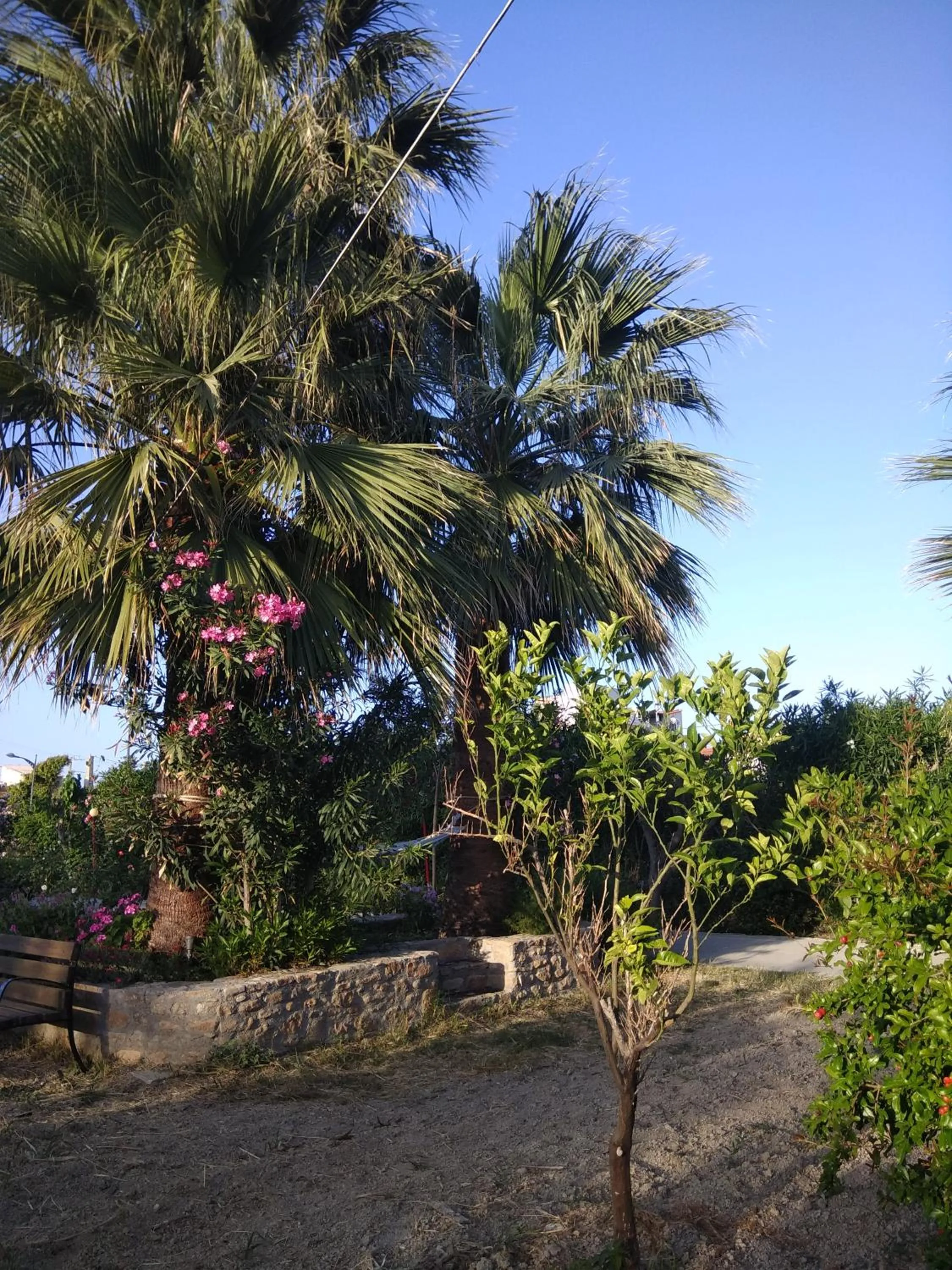 Garden in Violetta Hotel