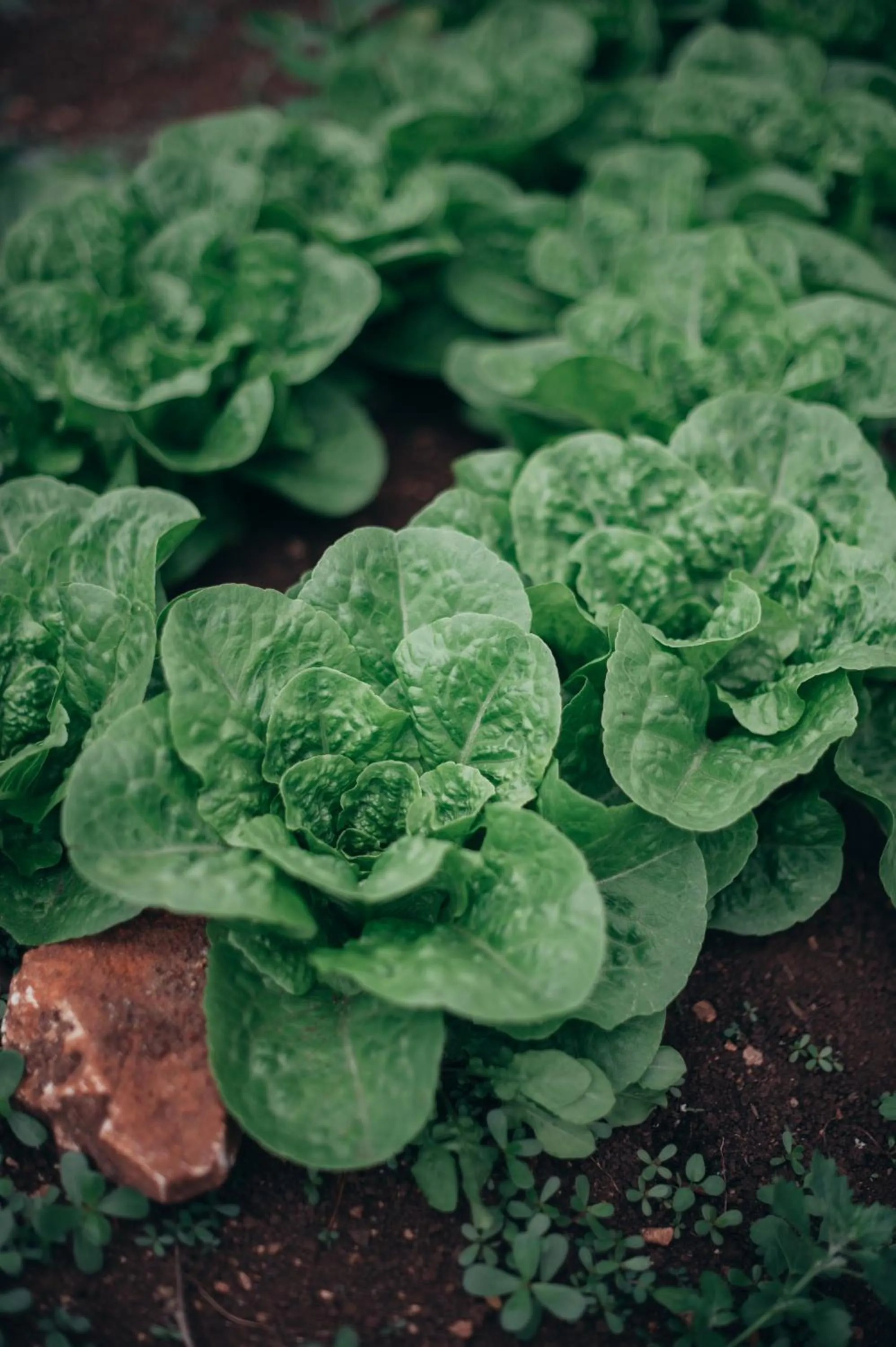 Masseria San Paolo Grande