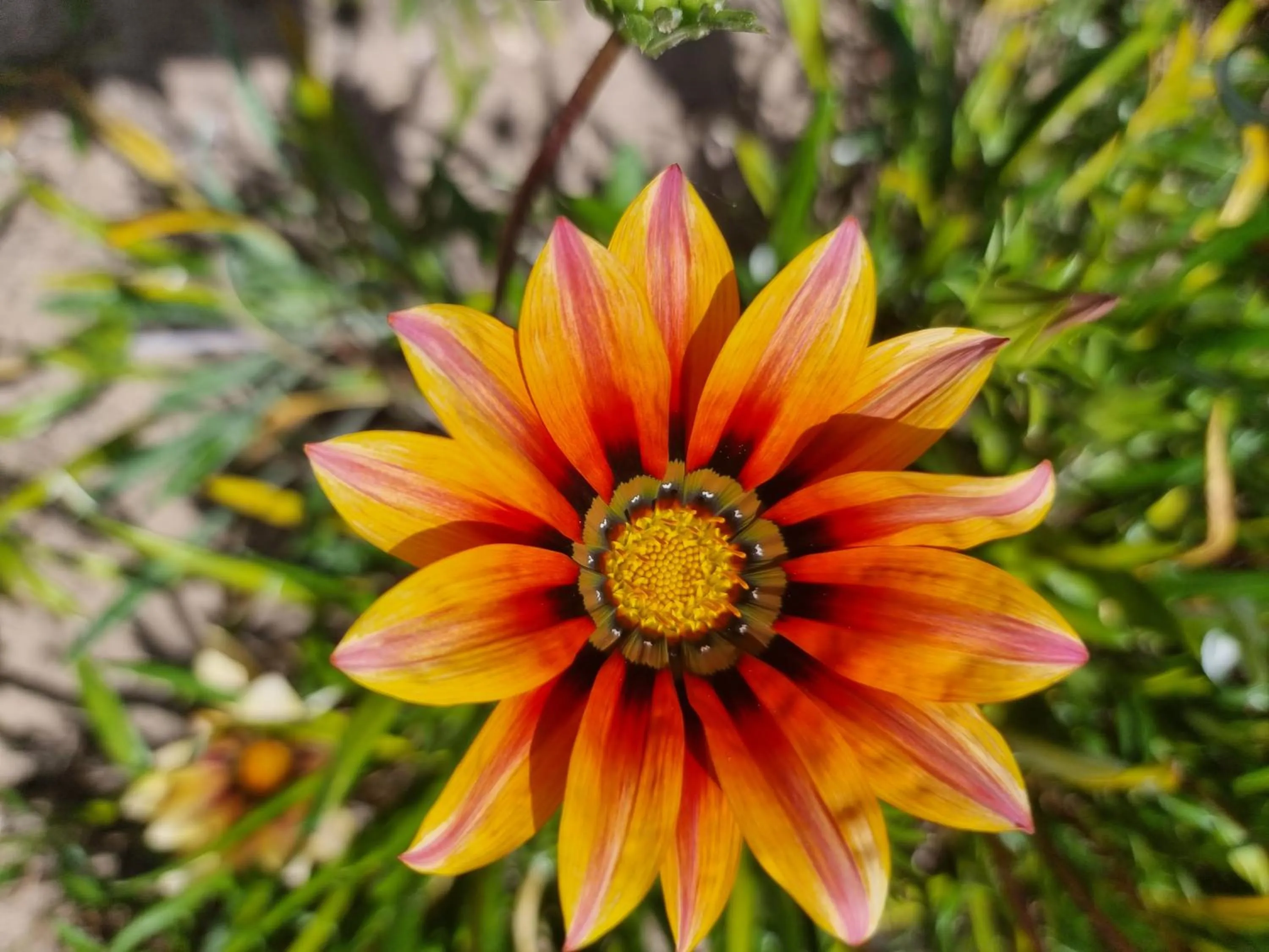 Garden in Vila De Sol