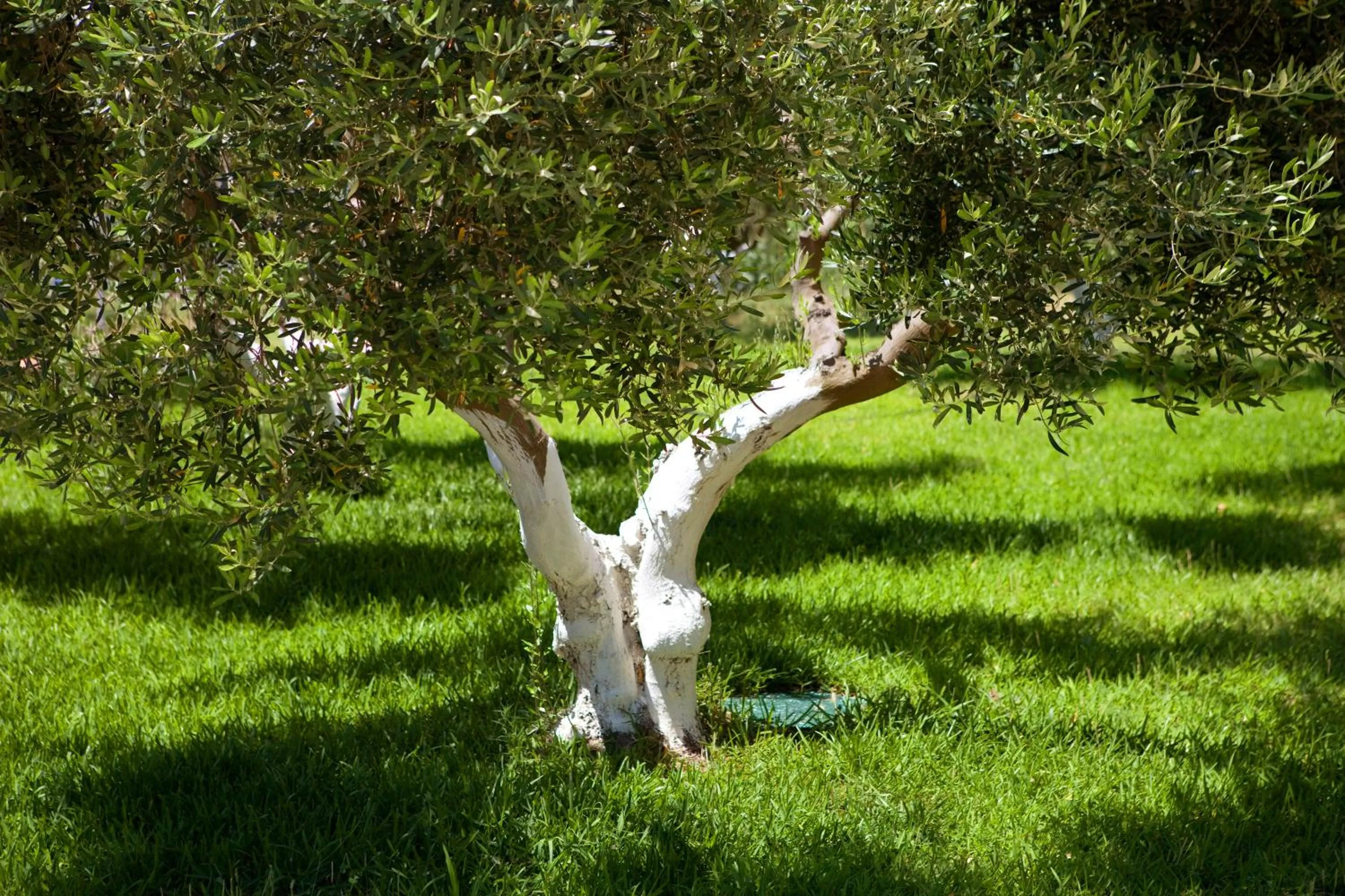 Garden in Haus Risos Next Generation