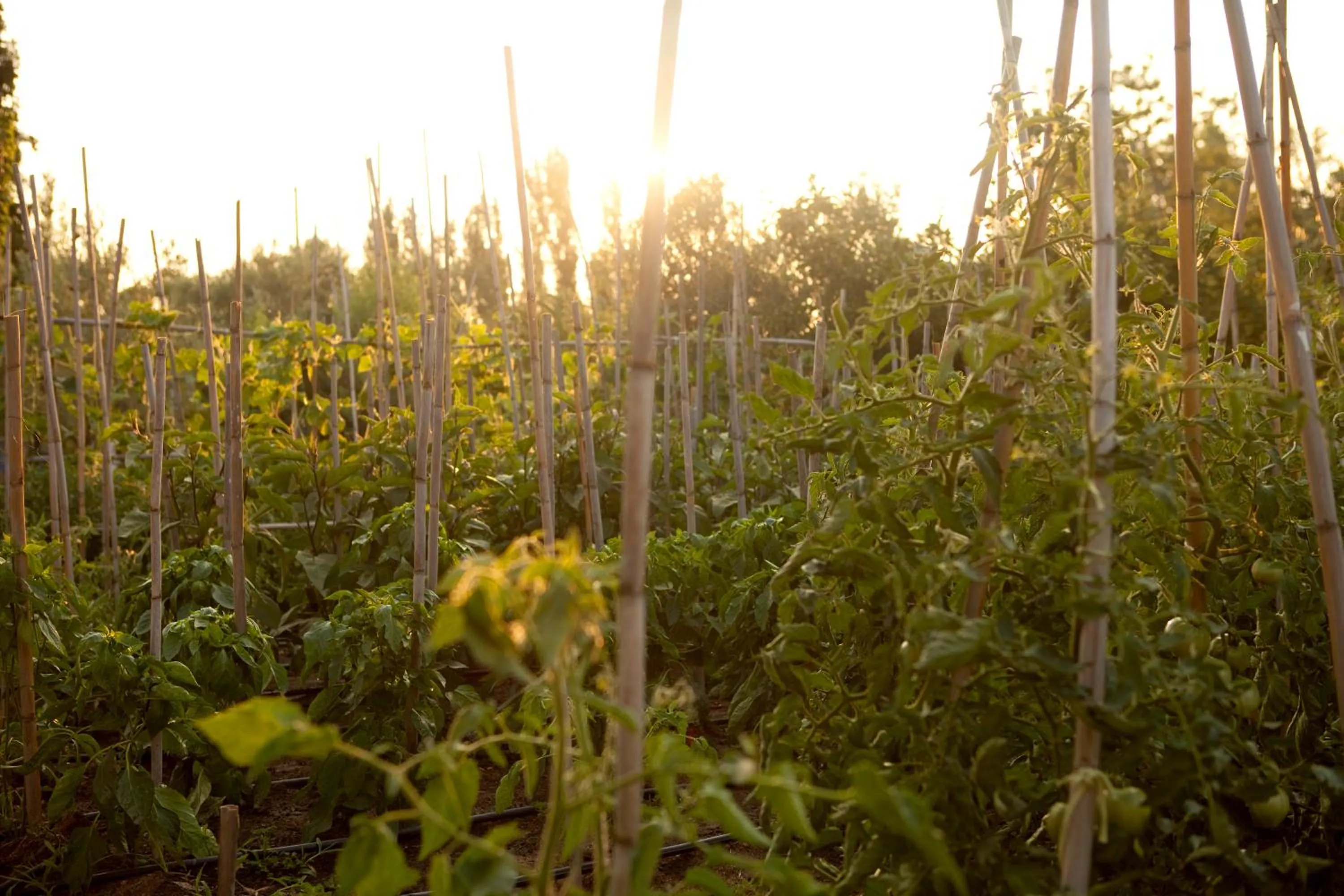 Garden in Haus Risos Next Generation