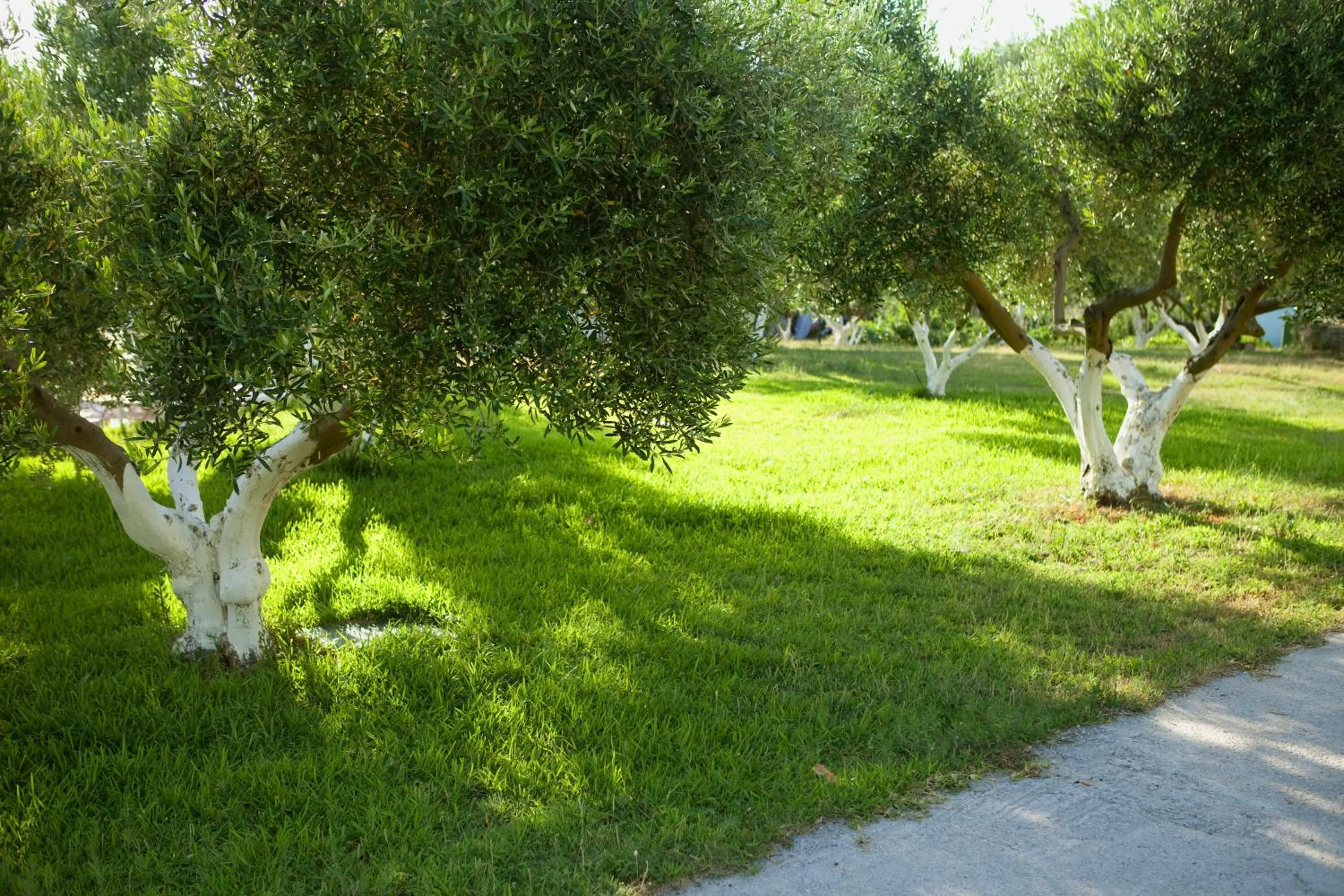 Garden in Haus Risos Next Generation