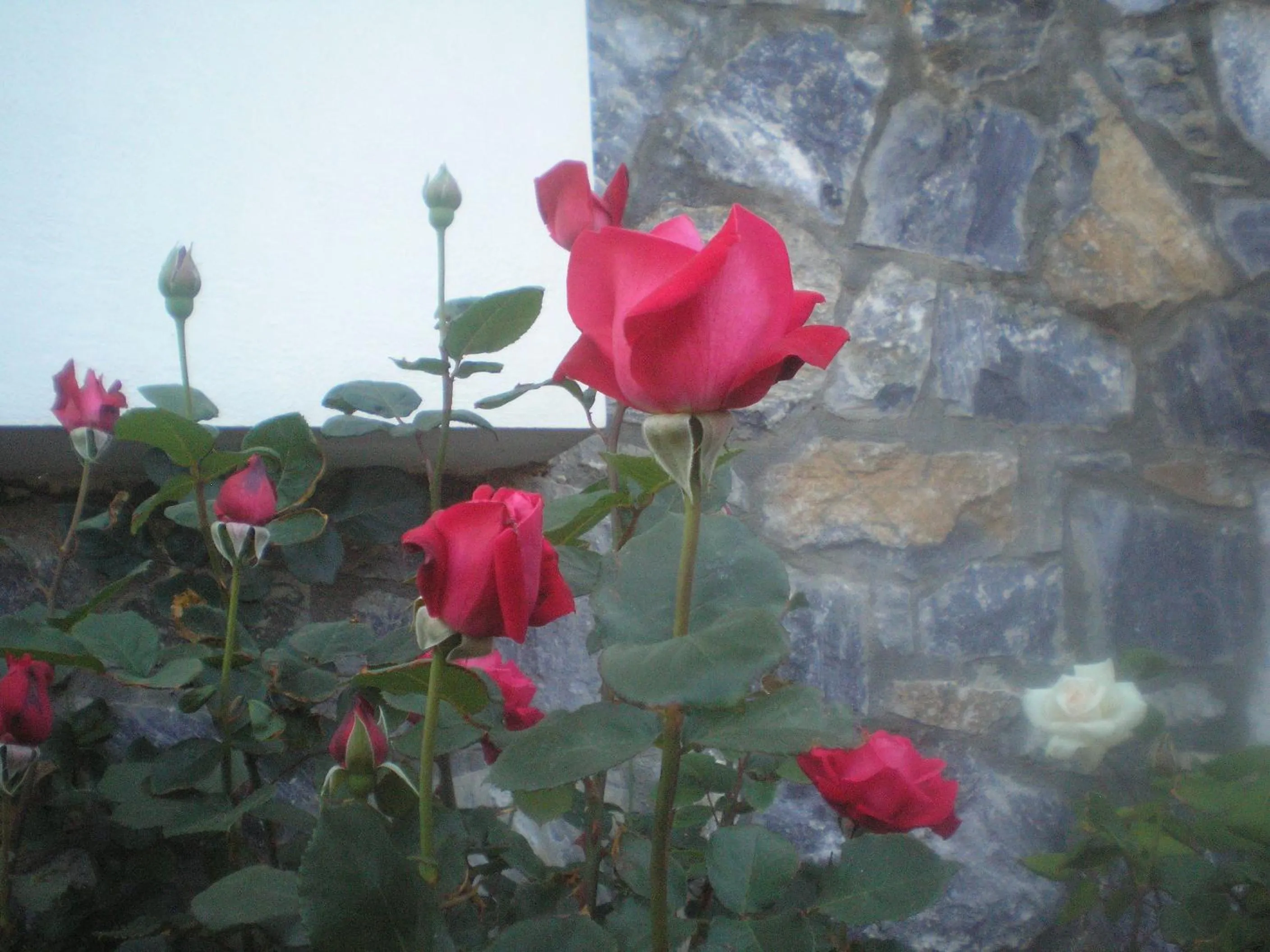 Garden in Apollon (ex. Albatros)