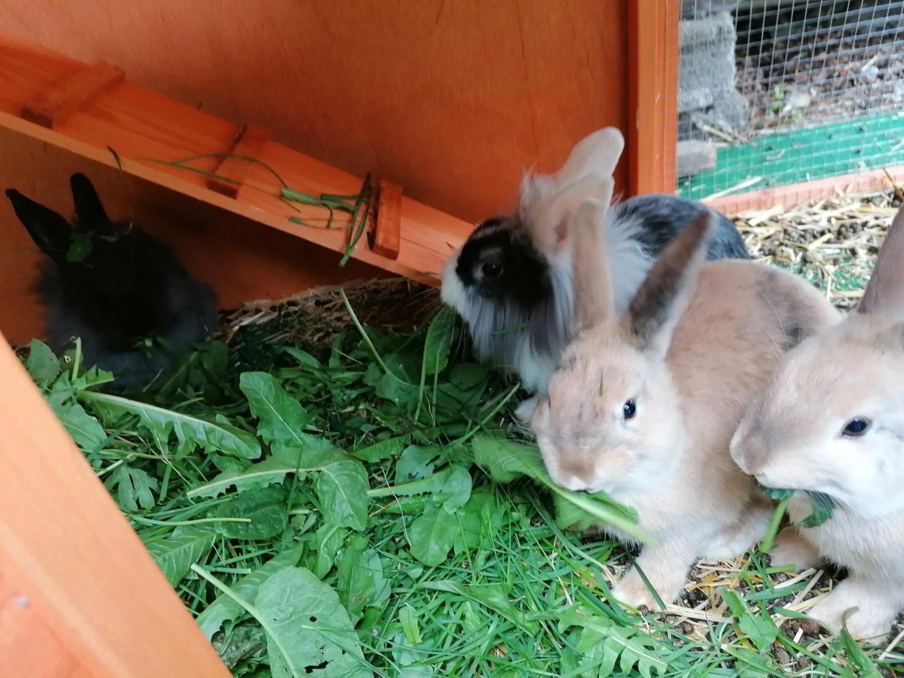 Animals in Apart Hotel Ideal