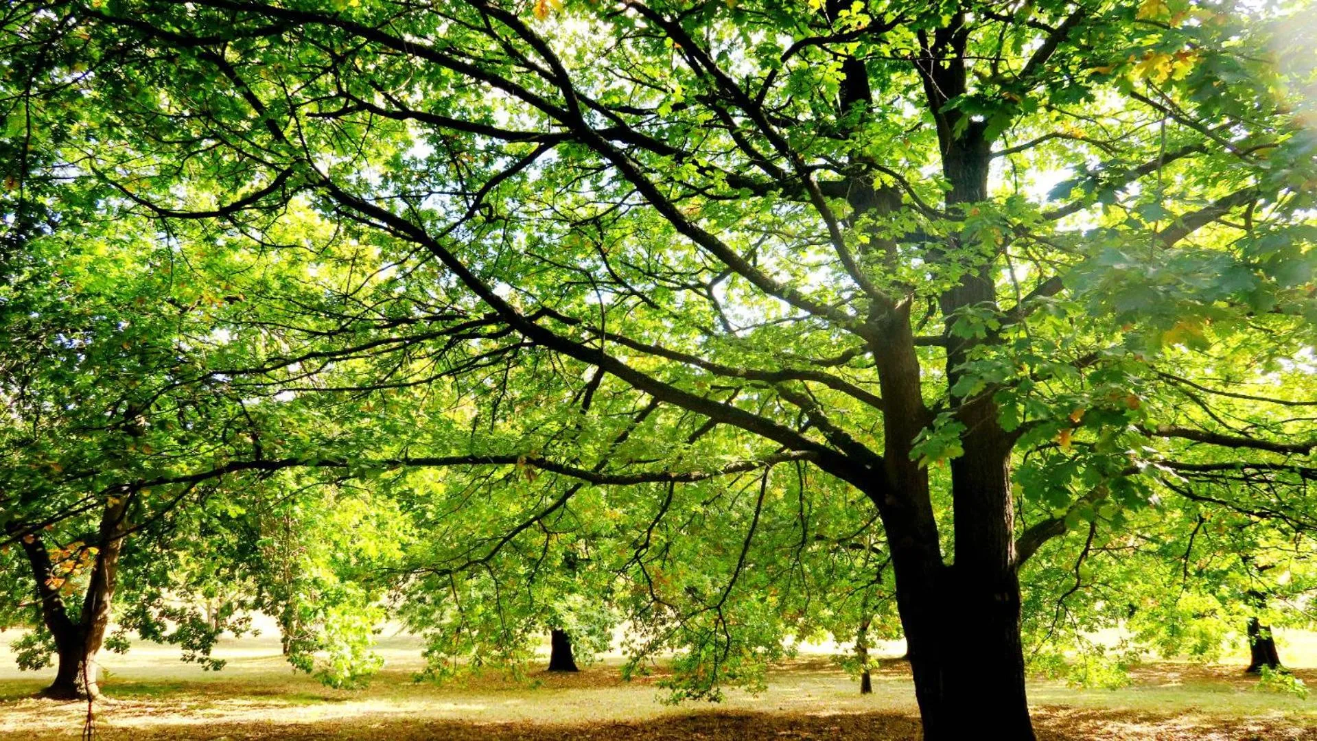 Natural landscape in New Norfolk Junction Motel