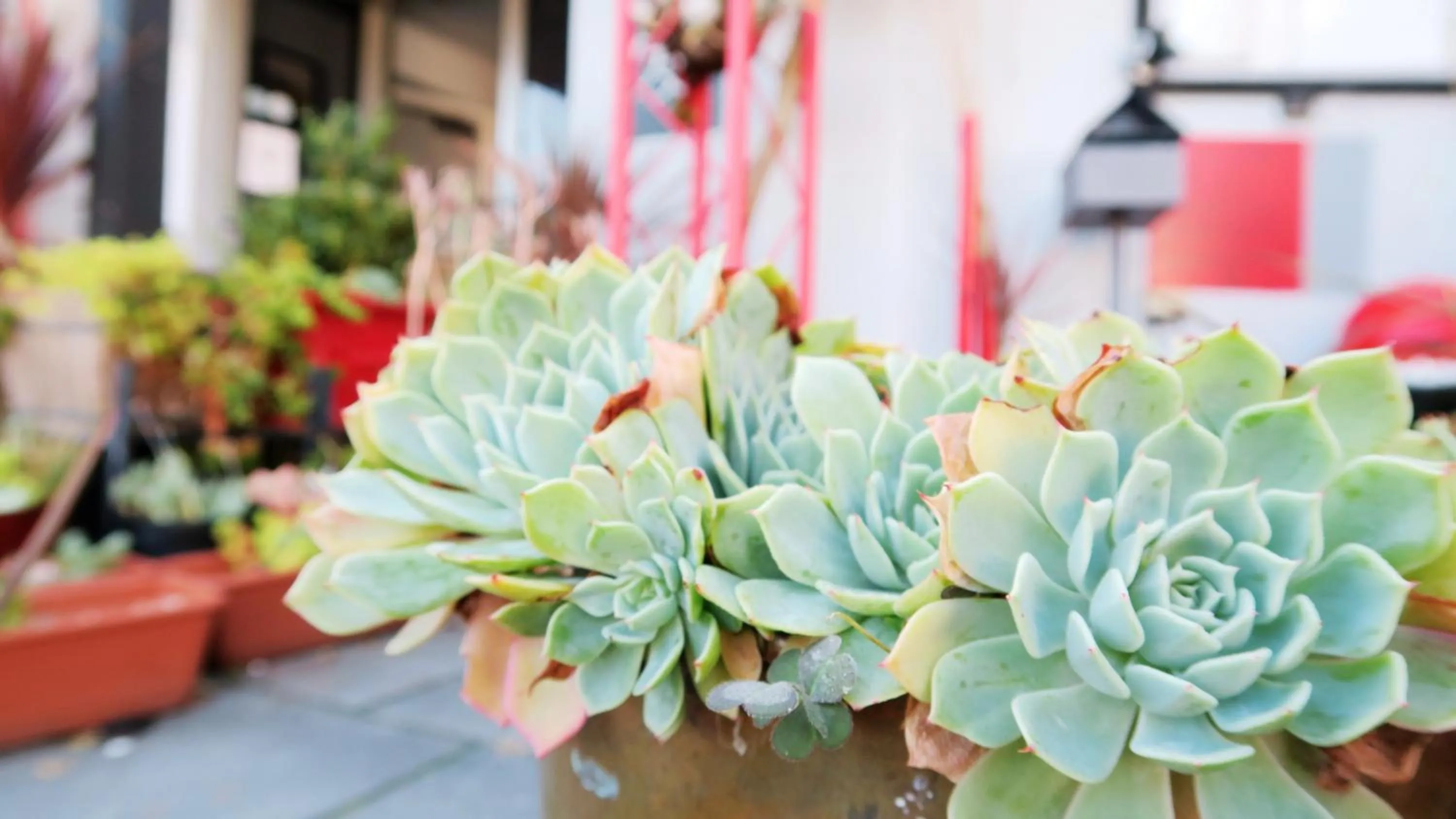Facade/entrance in New Norfolk Junction Motel