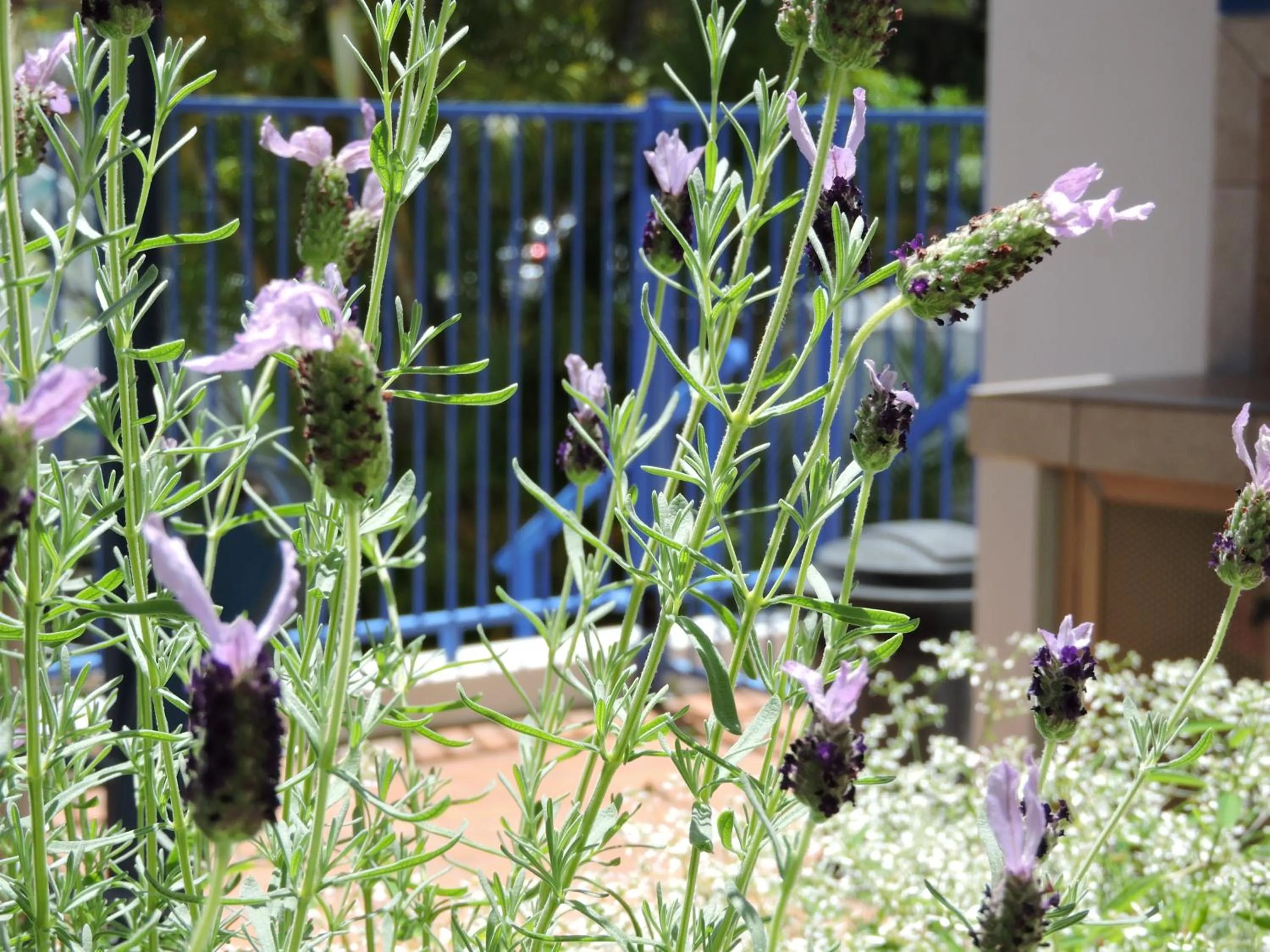 Garden in Surfers Beach Resort One
