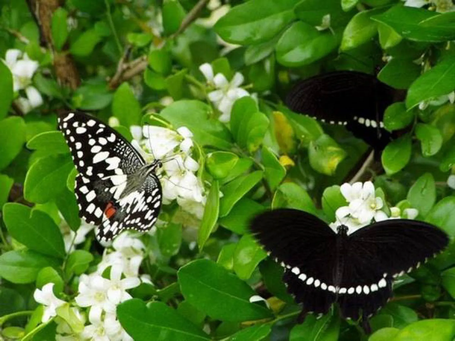 Garden in Kenting Tuscany Resort