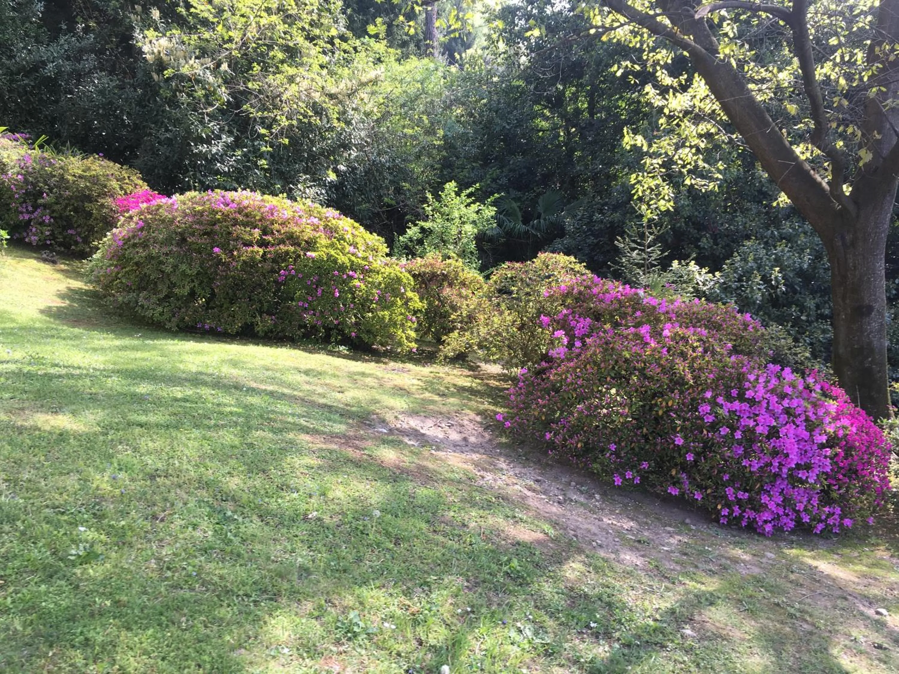 Garden in Suite Ananda