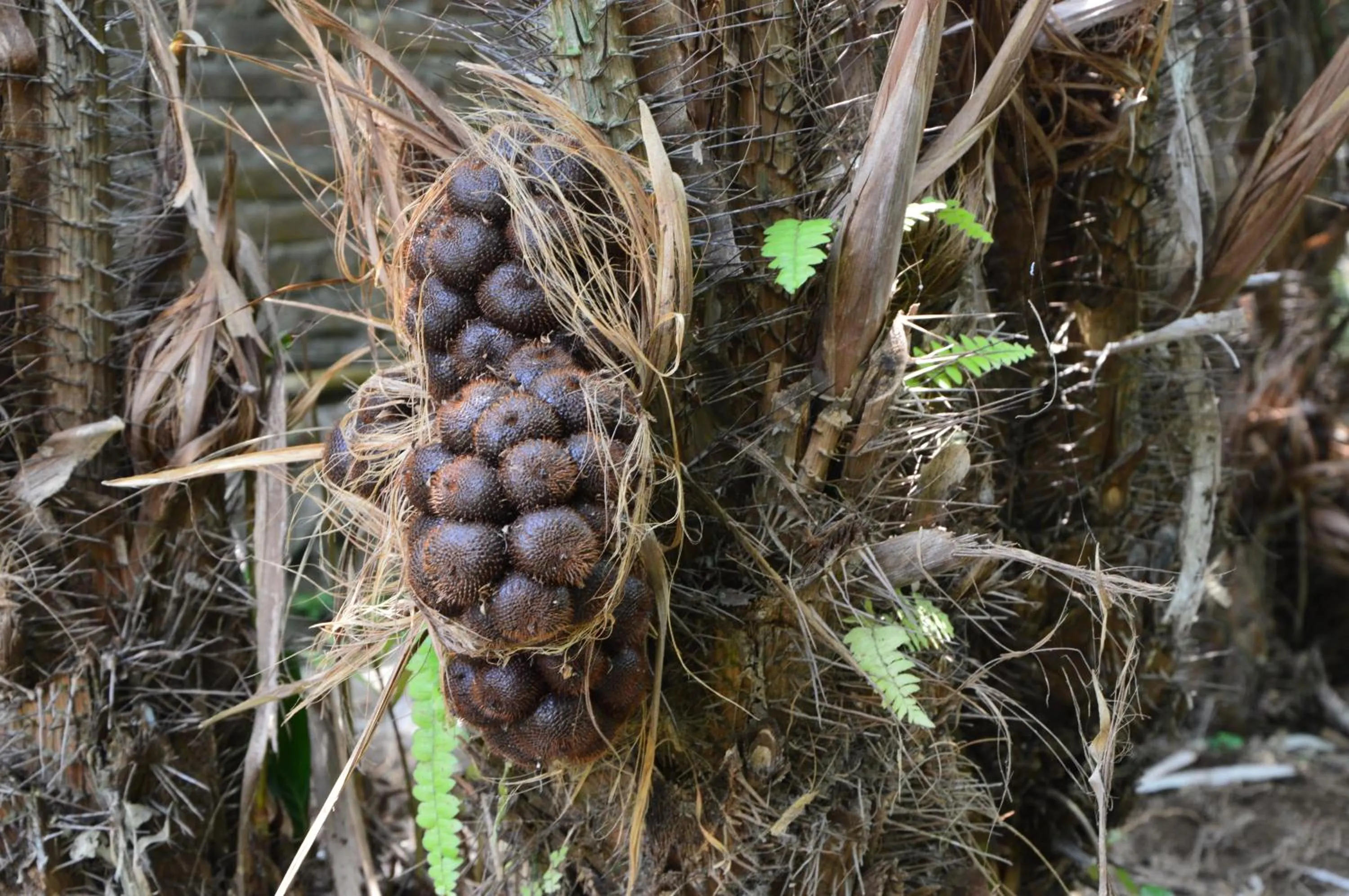 Other Animals in Joglo Plawang Villa & Resort