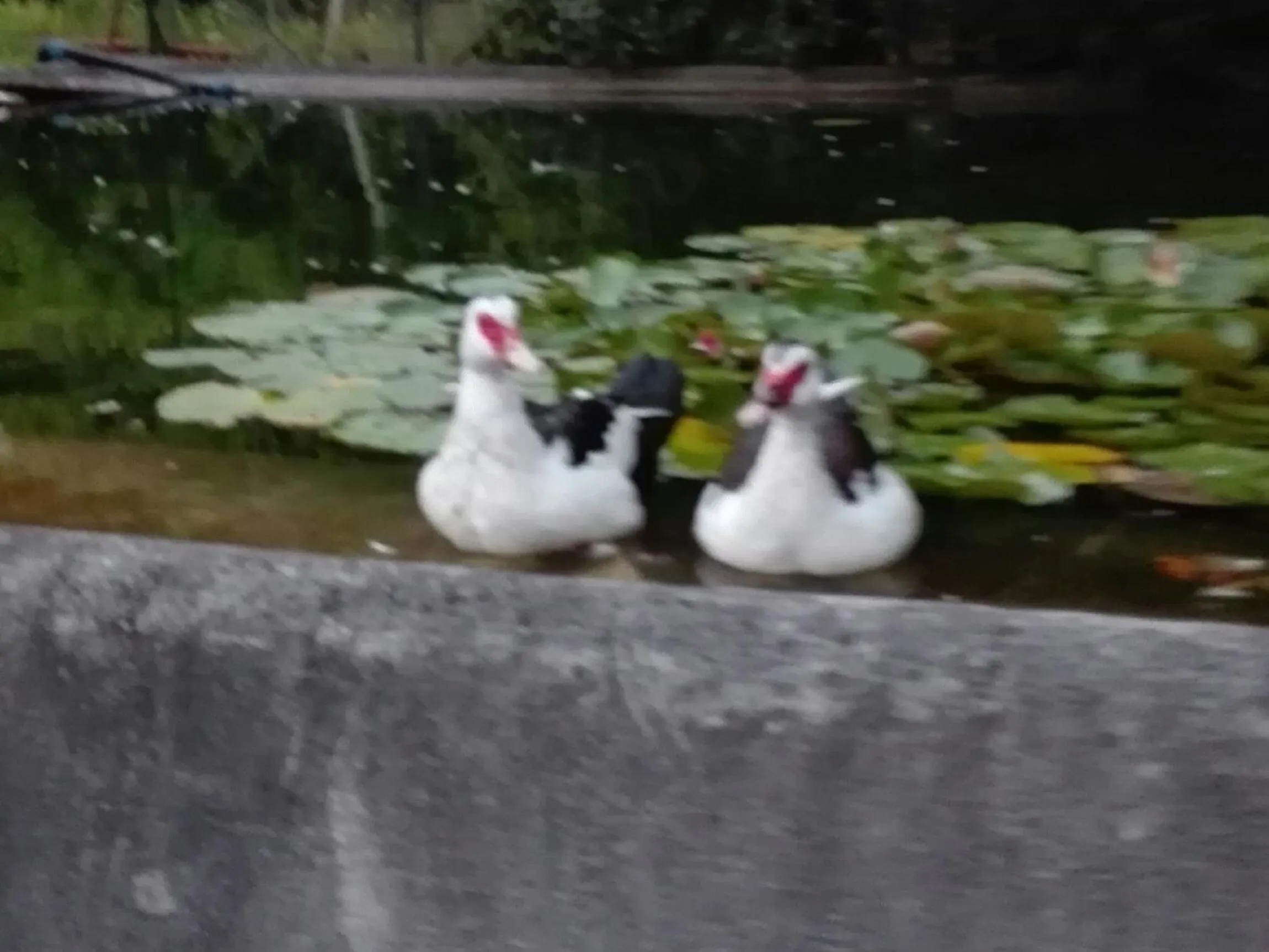 Pets in Il Pozzo e il Melograno