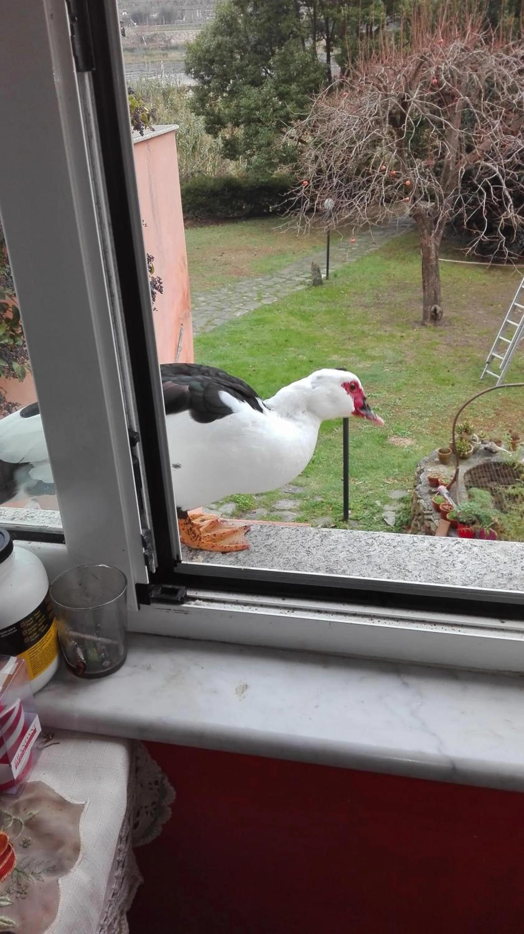 Pets in Il Pozzo e il Melograno