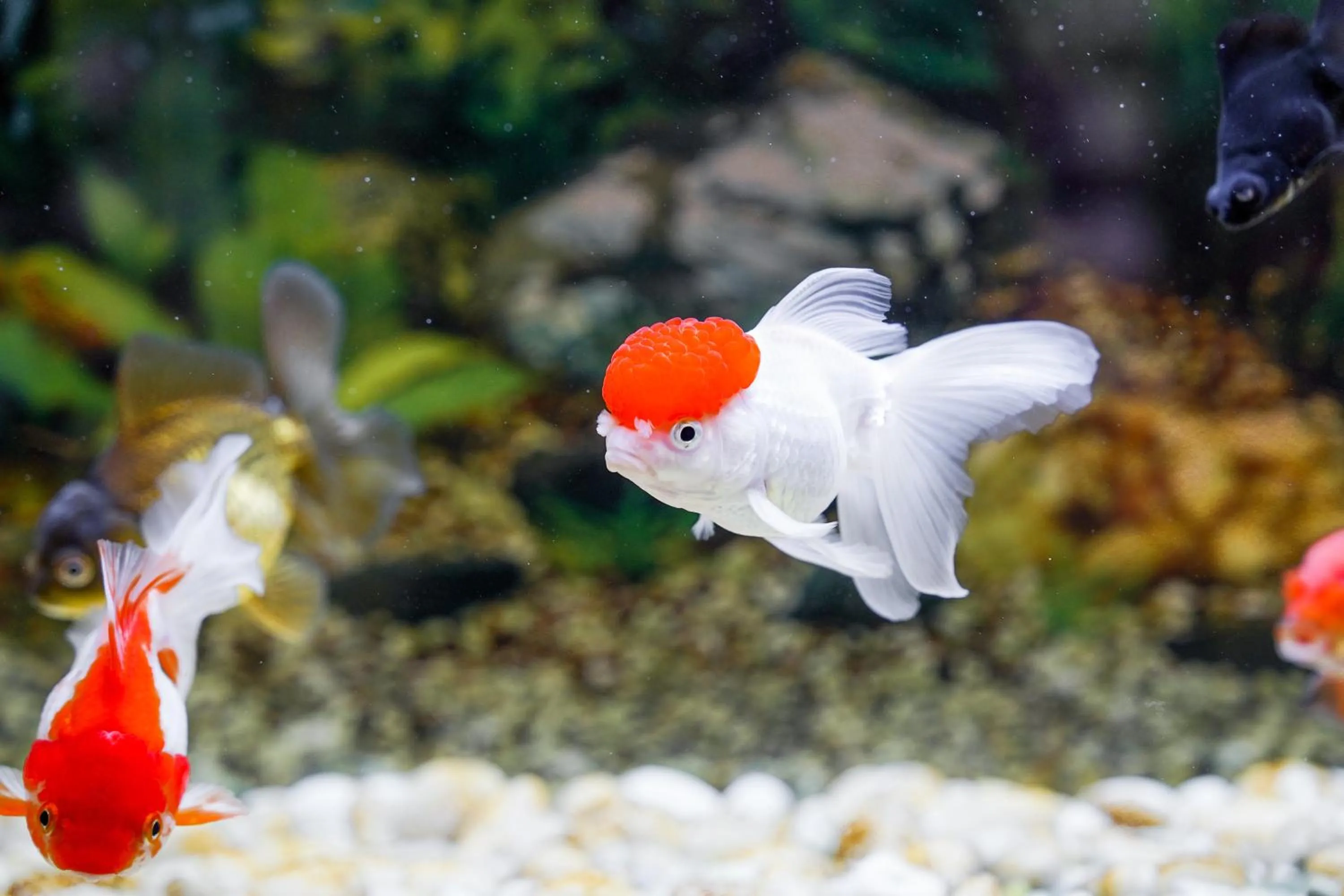 Animals in Pukha Nanfa Hotel