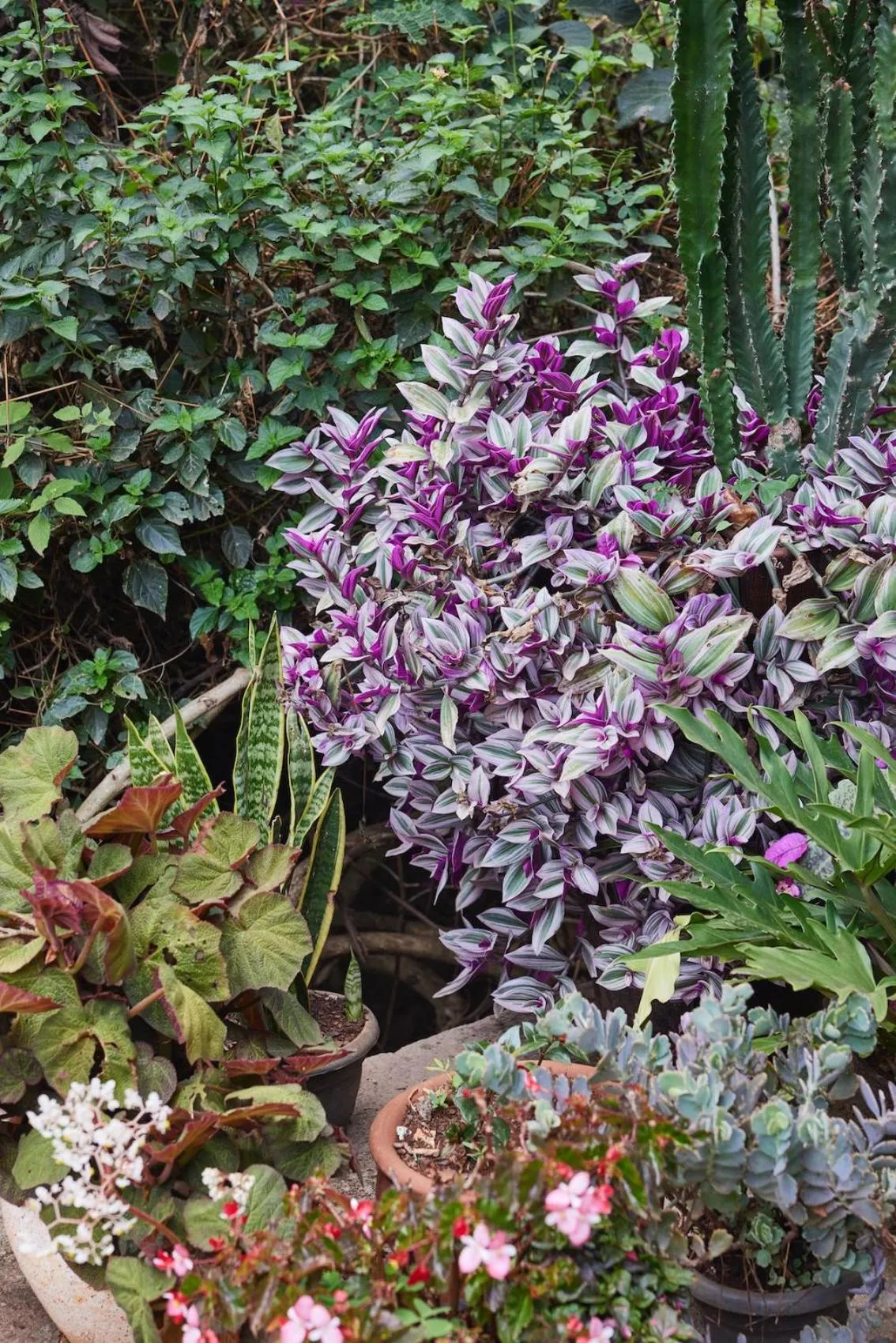 Garden in Villa Rock Stop Falls Gigiri