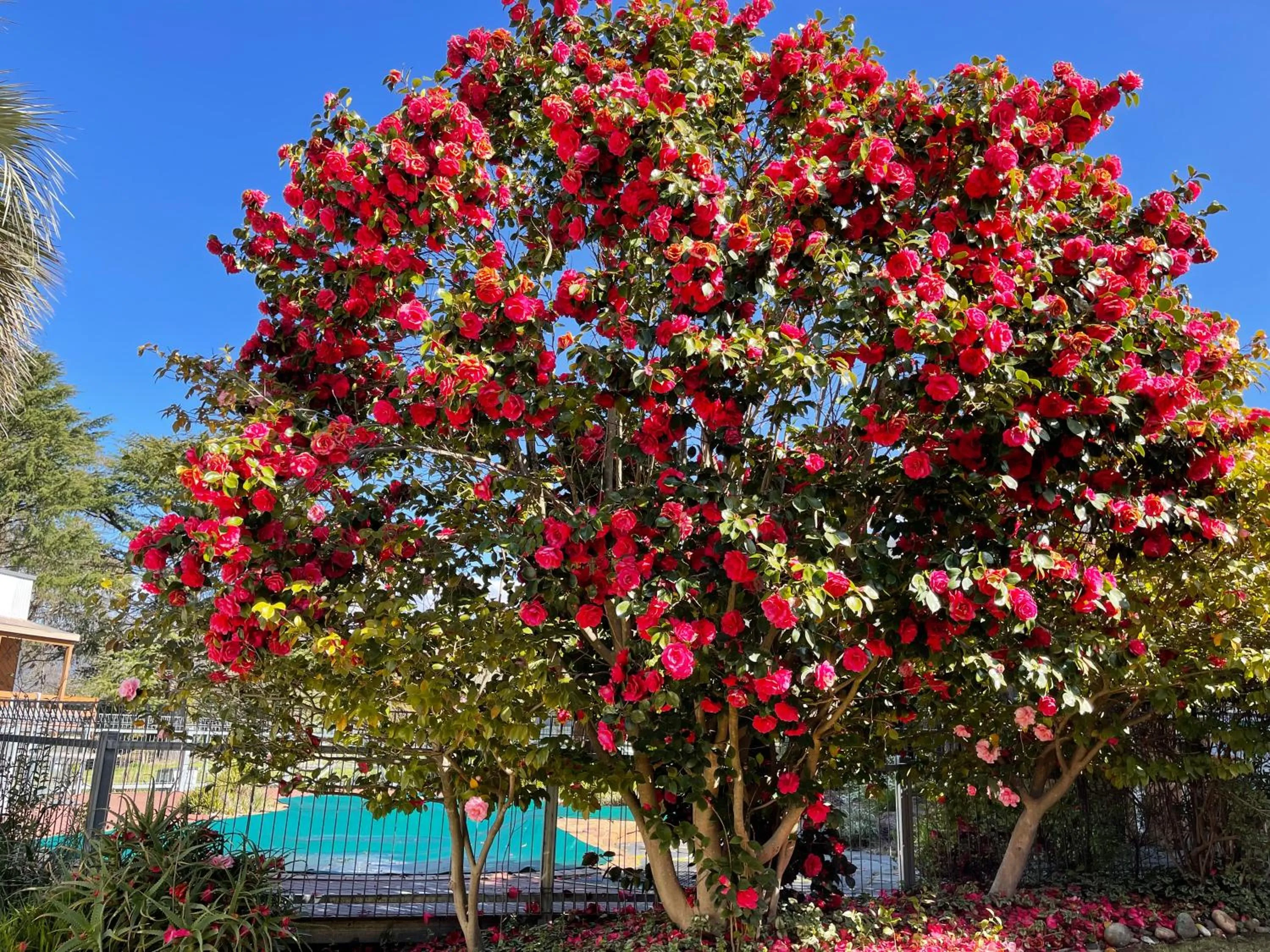 Swimming pool in Mountain Creek Motel Bar & Restaurant