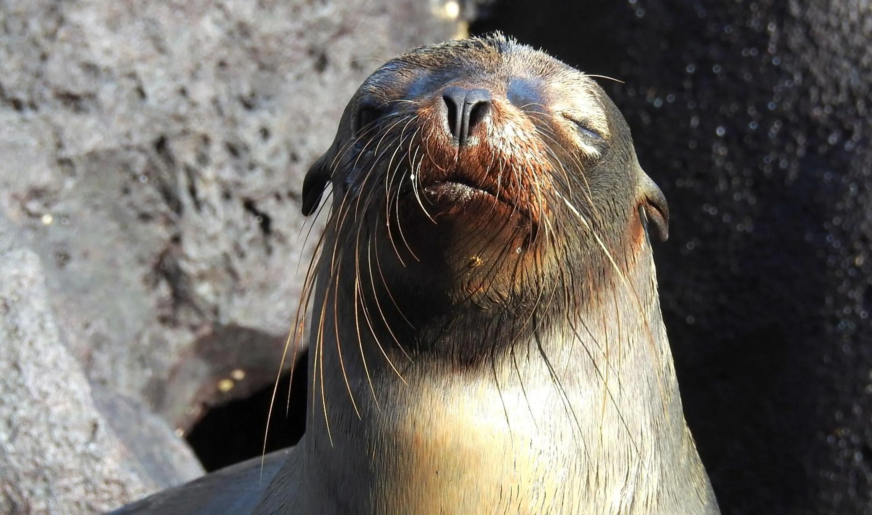 Snorkeling in Cormorant Beach House