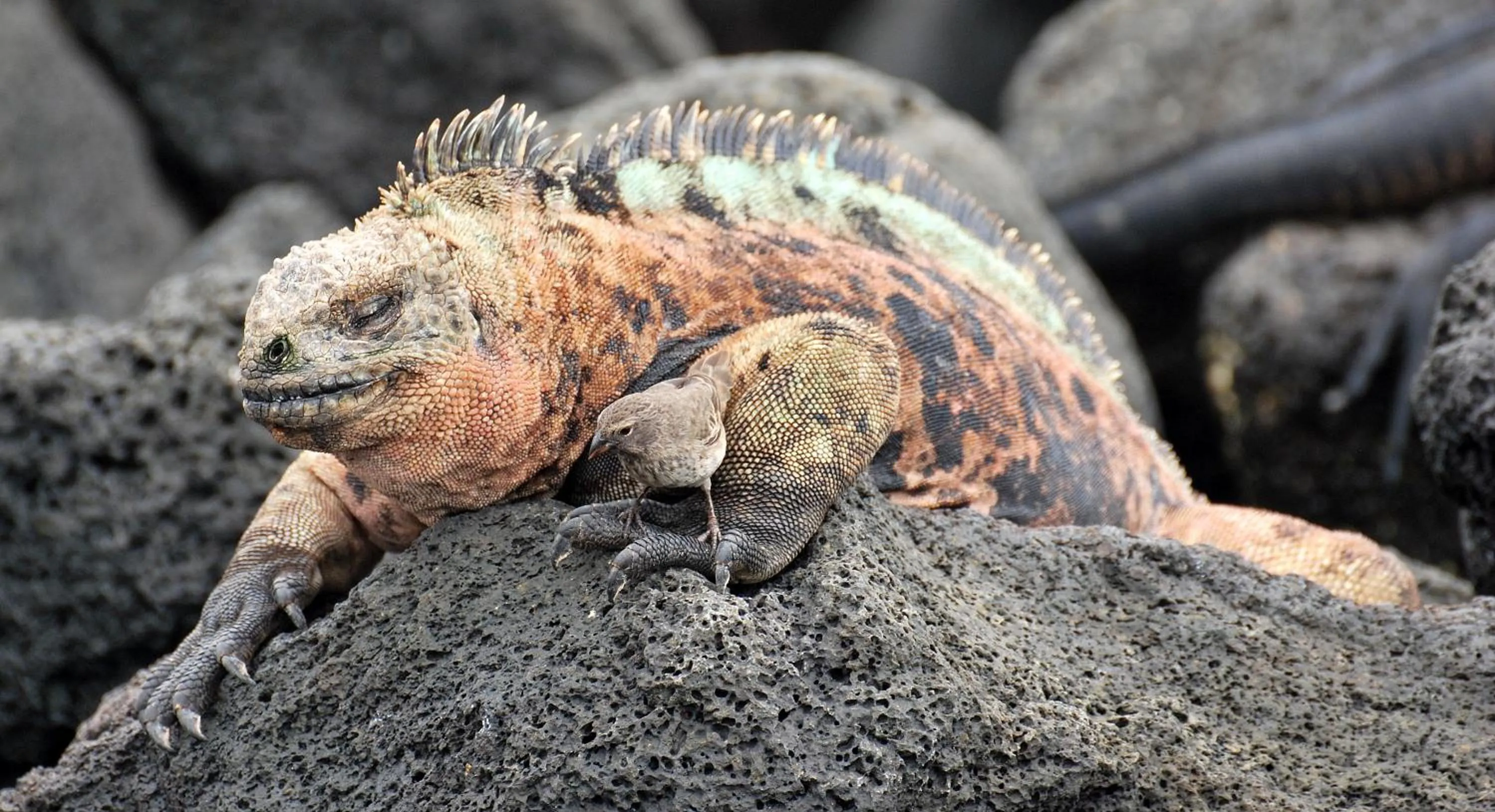 Animals in Cormorant Beach House