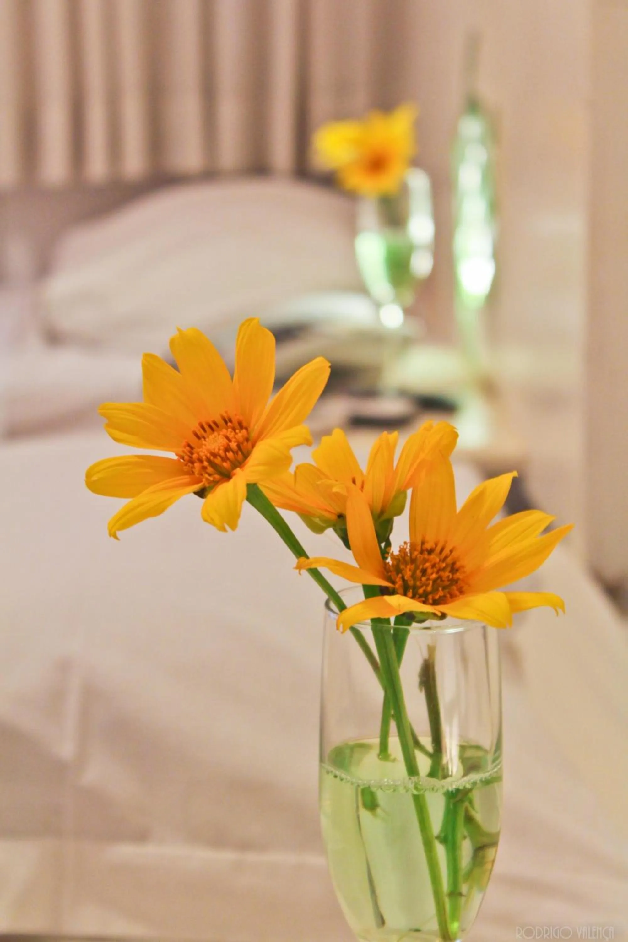 Decorative detail, Bed in Pousada Alamoa