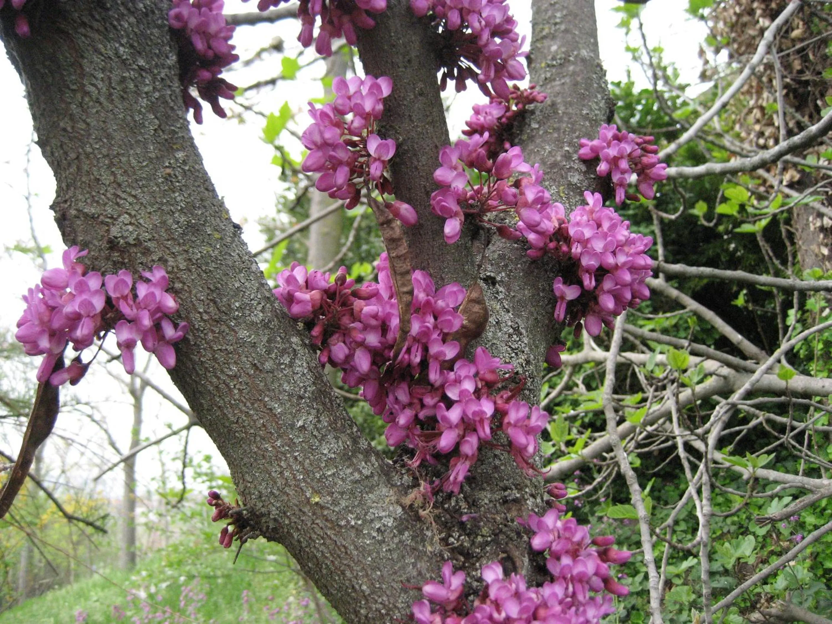 La casa tra i vigneti