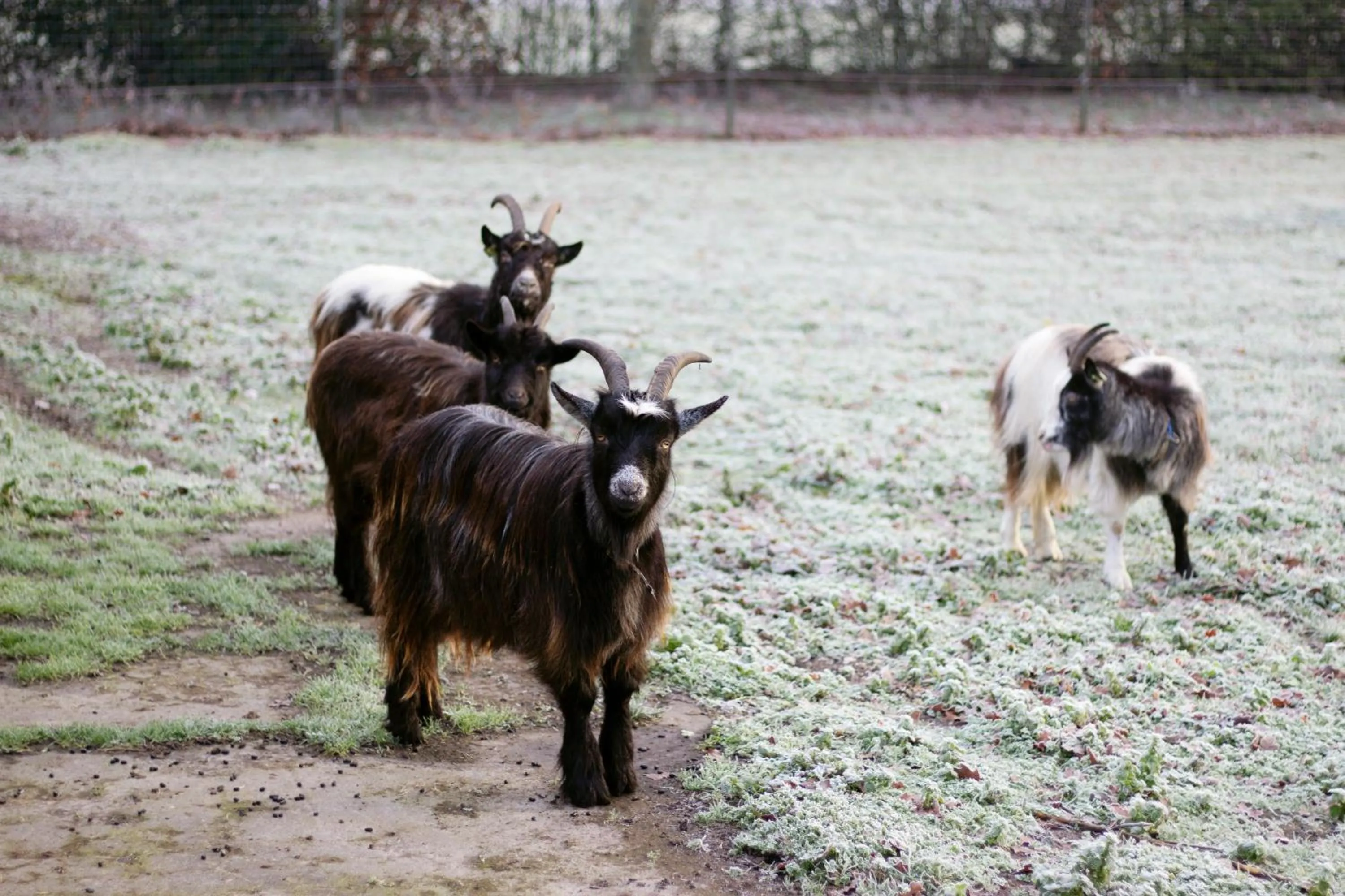 Day in Op d'n Stolberg