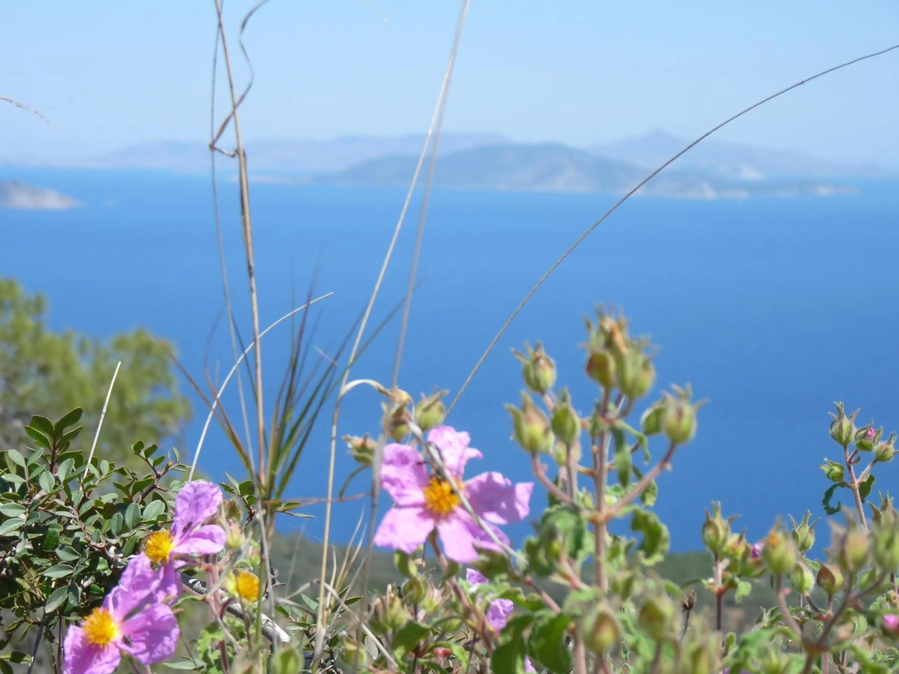 Natural landscape in Saronis Hotel