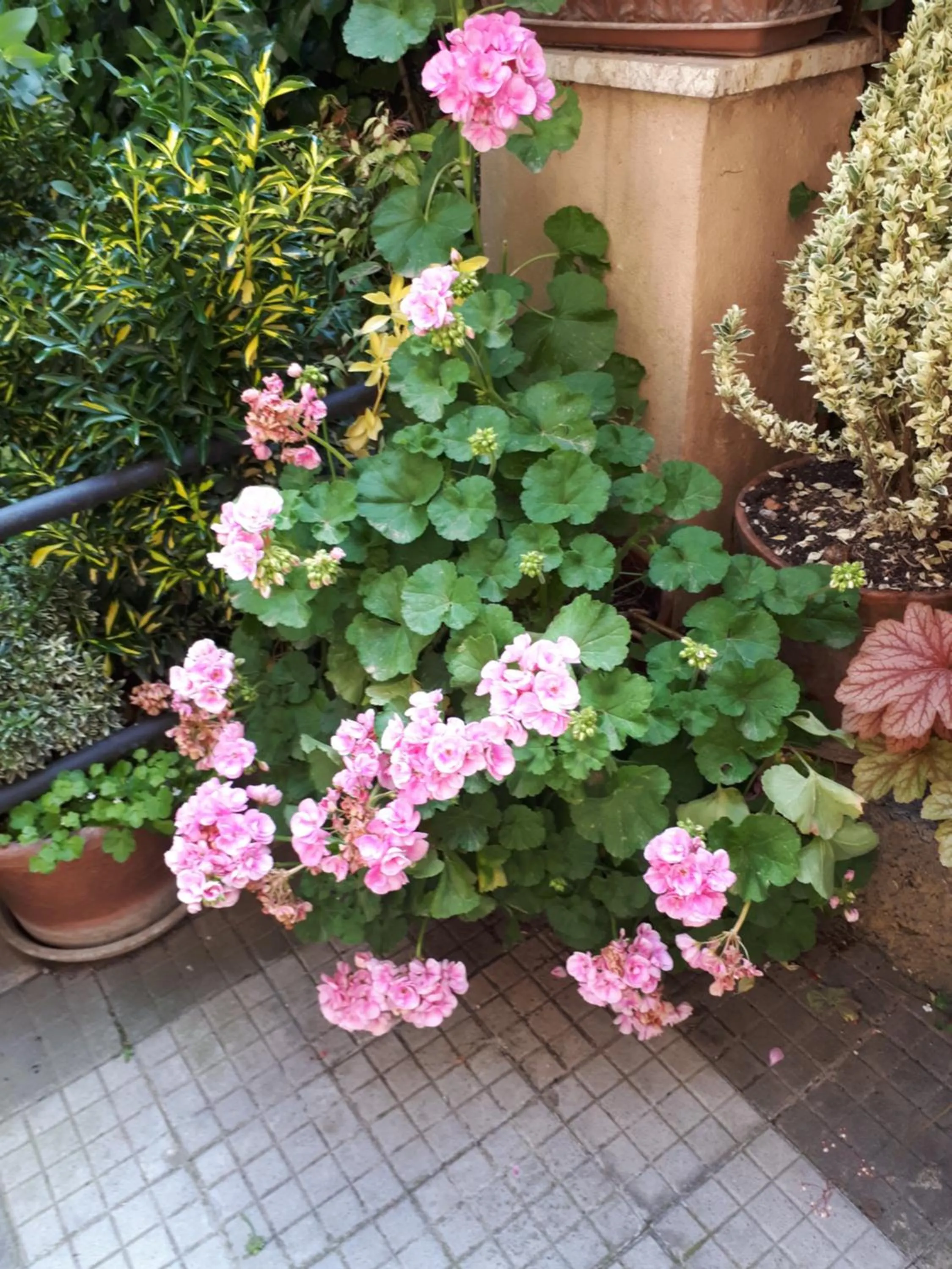 Tra Gianicolo e Trastevere