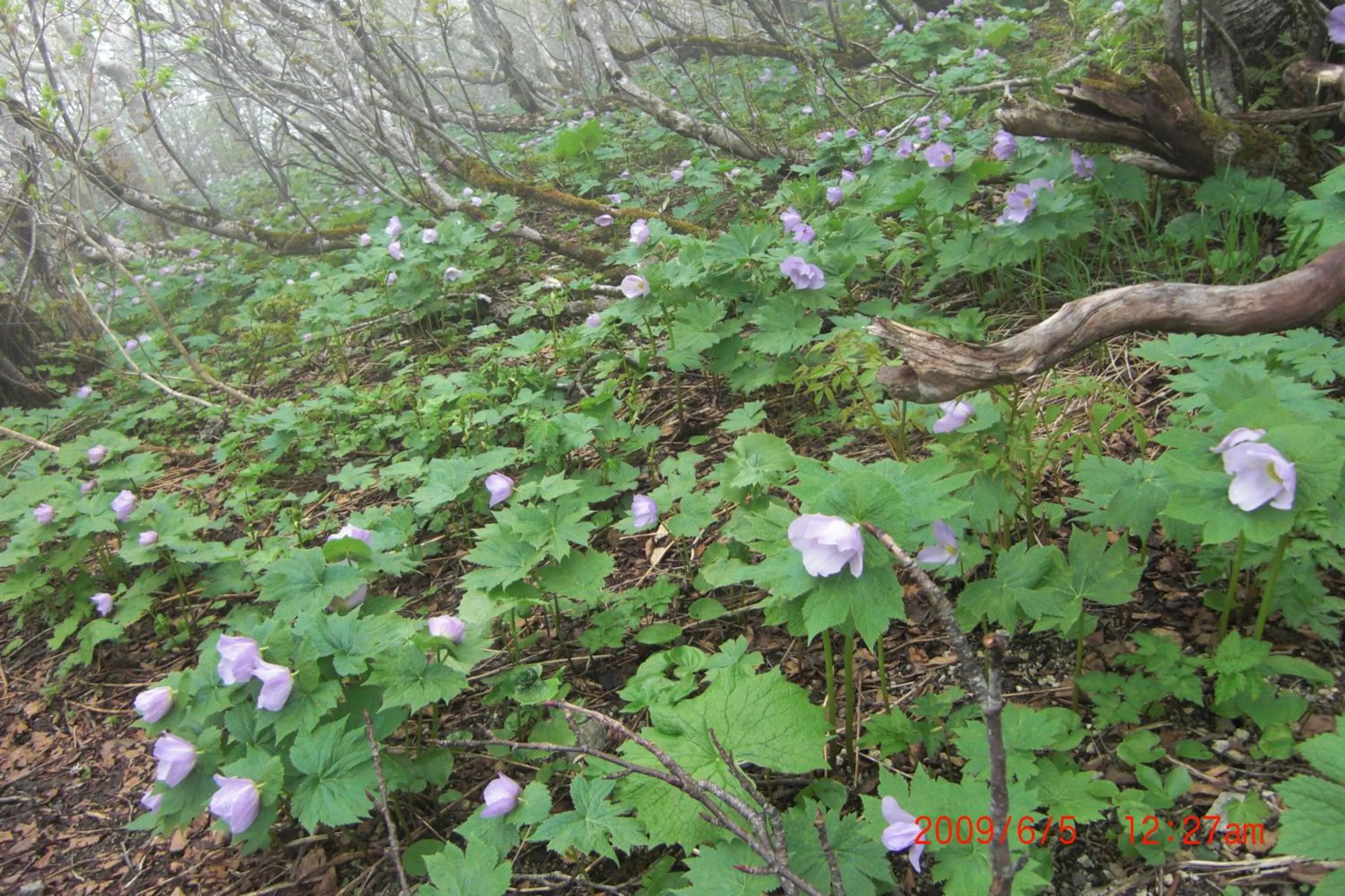 Spring in Karurusu Onsen Yumoto Orofuresou