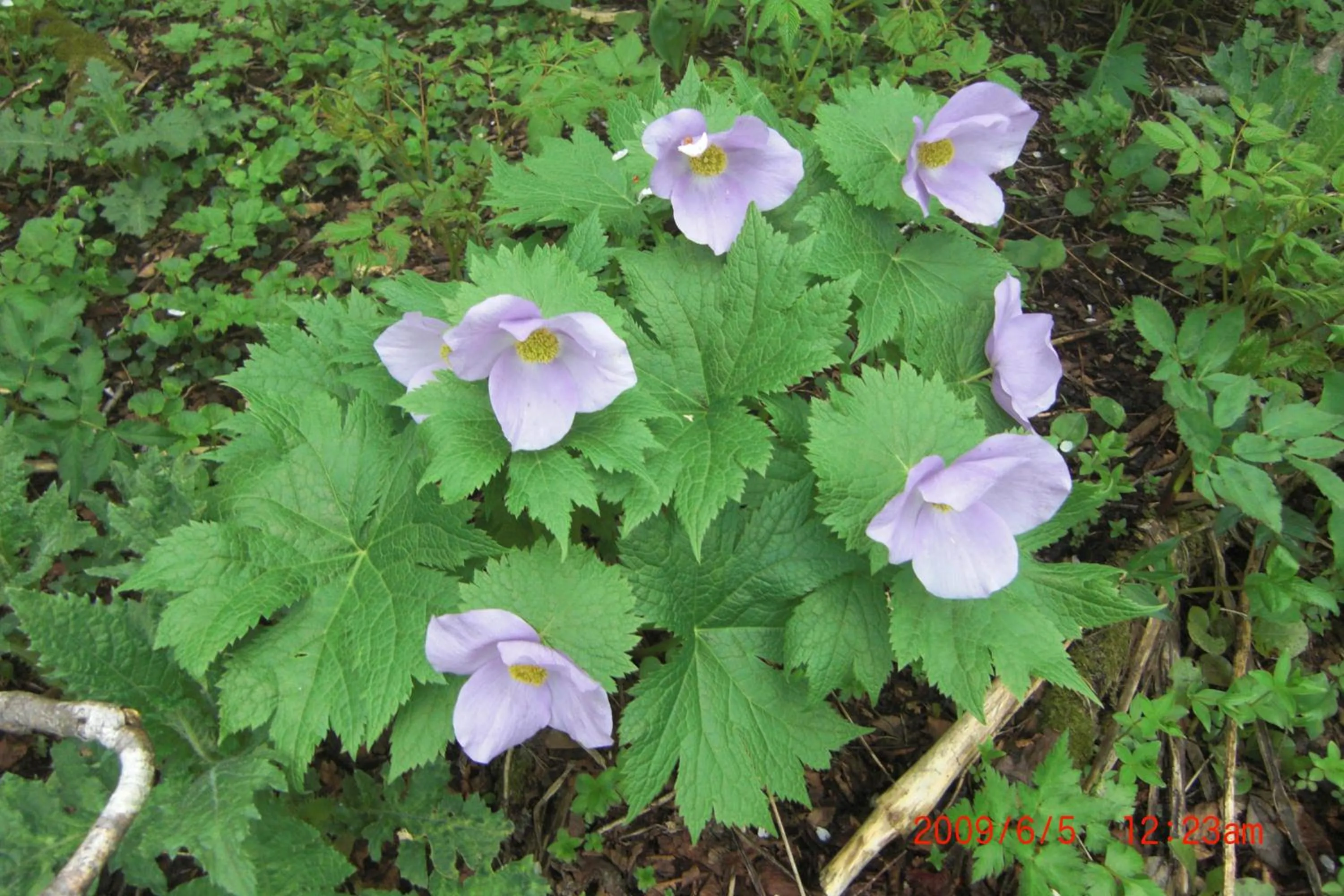 Spring in Karurusu Onsen Yumoto Orofuresou