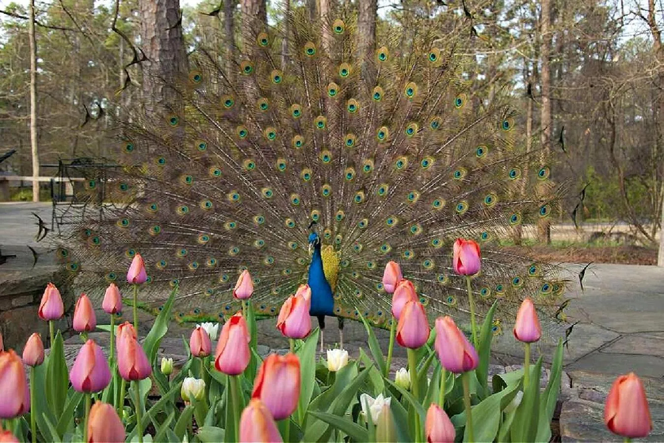 Animals in Secluded Home with Mini Waterfall and a Creek in Hot Springs