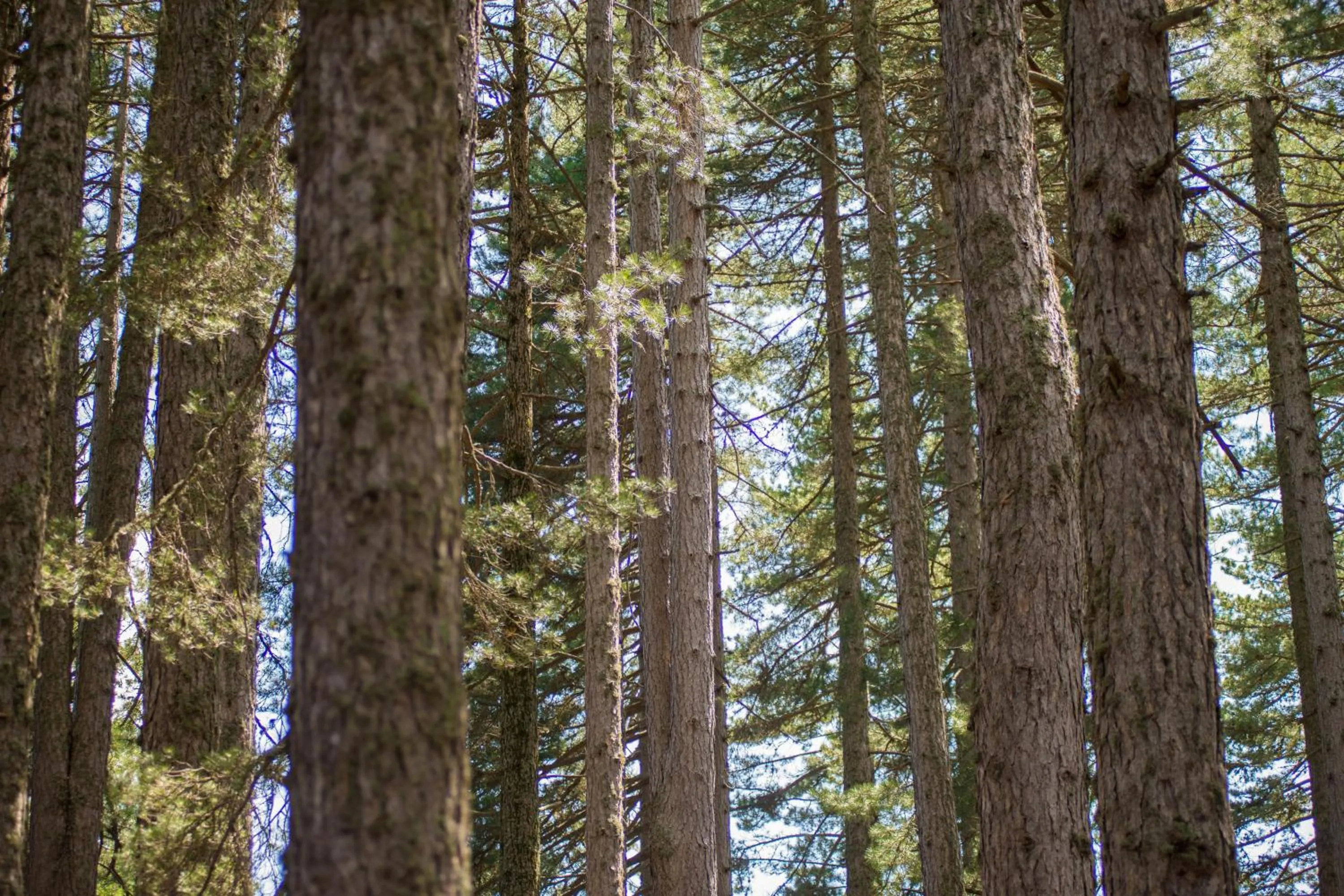 Natural landscape in Hotel Tasso