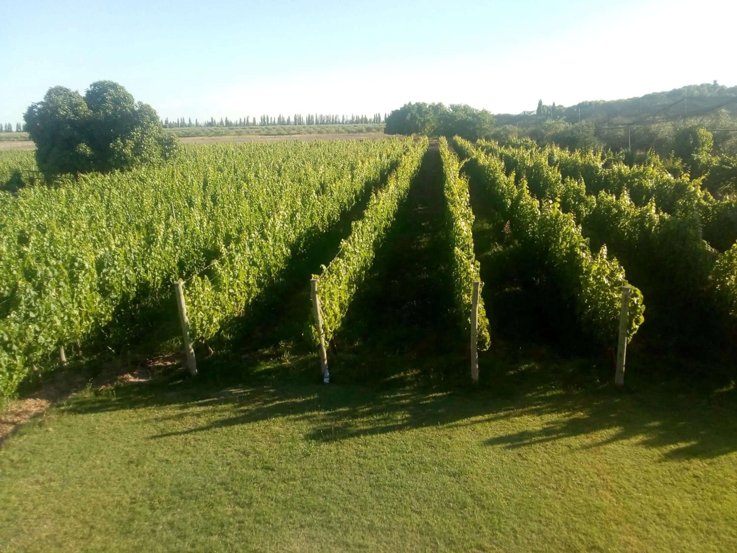 Bird's eye view in Posada Cavieres Wine Farm