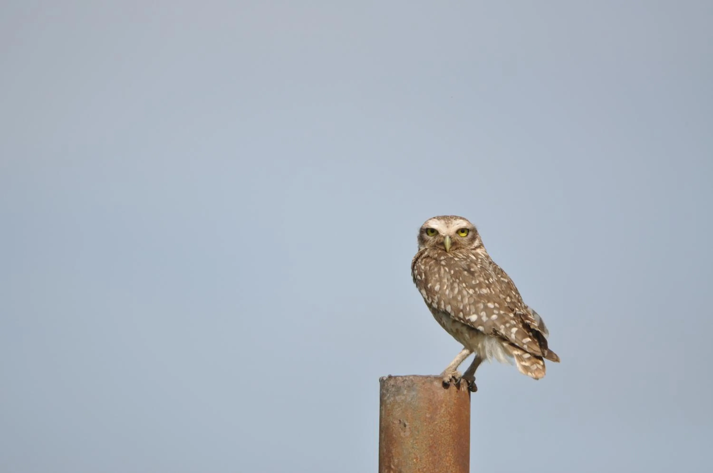 Natural landscape in Posada Cavieres Wine Farm