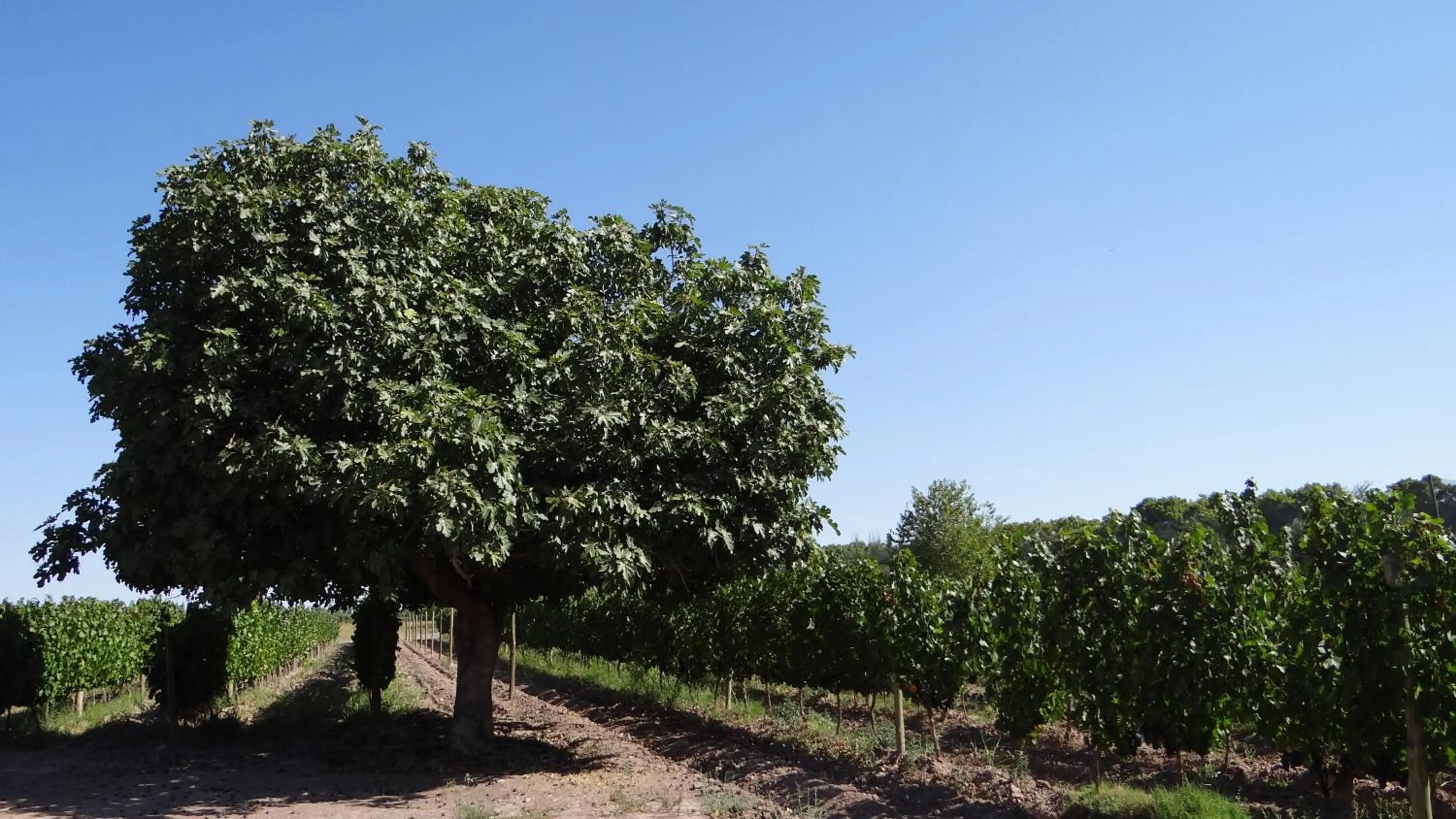 Facade/entrance in Posada Cavieres Wine Farm