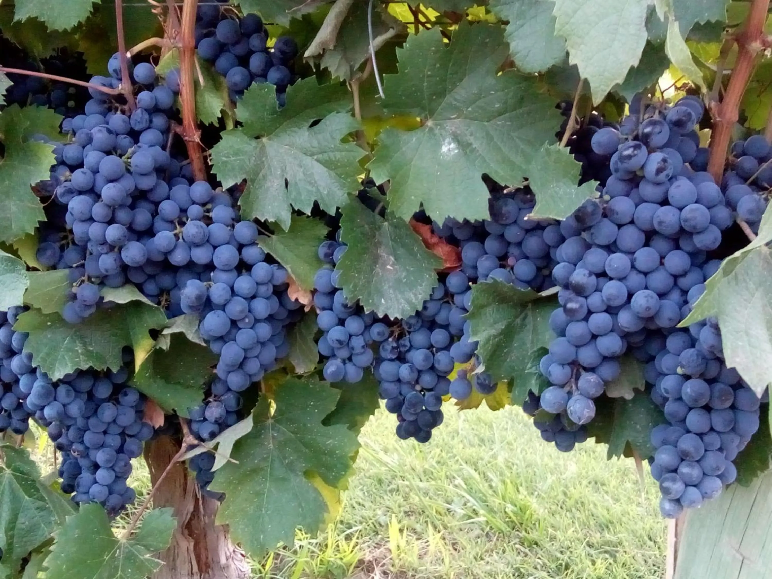 Activities in Posada Cavieres Wine Farm