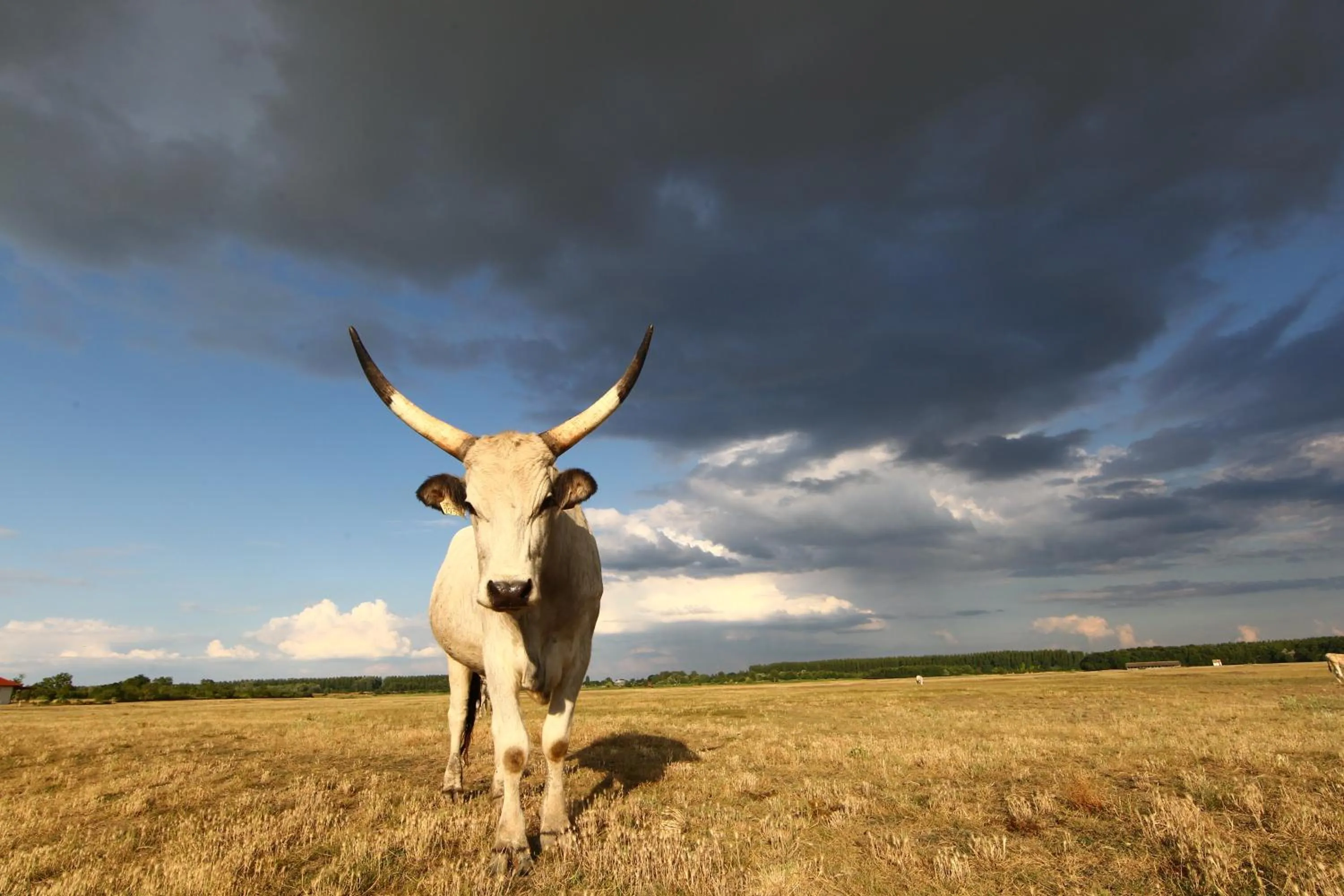 Summer in Bibic Nature Lodge
