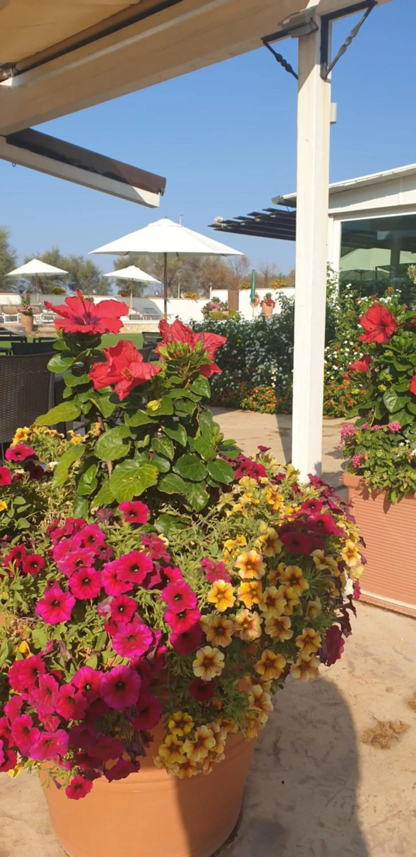 Garden in Hotel Corallo