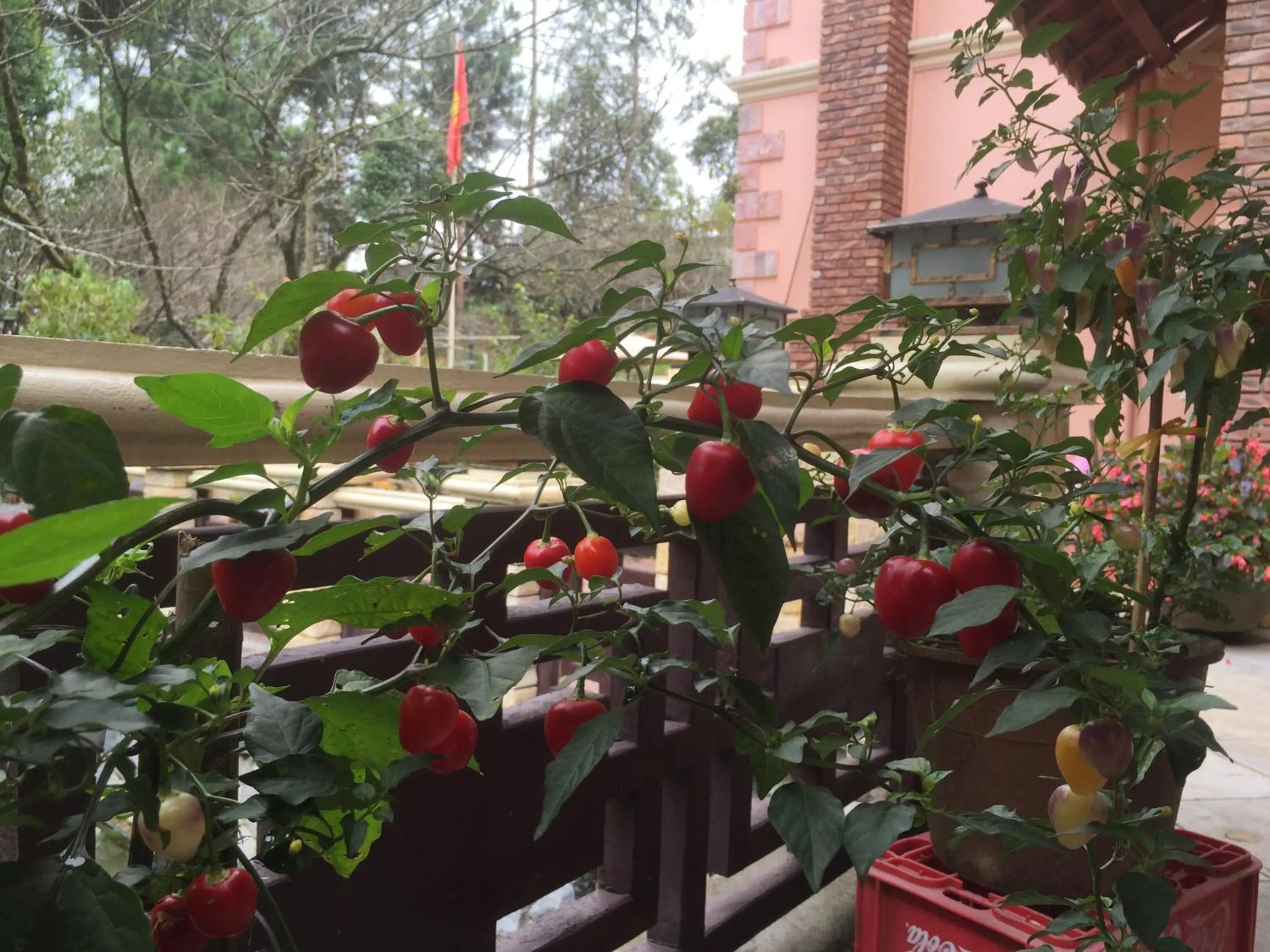 Day in Sapa Garden Bed and Breakfast