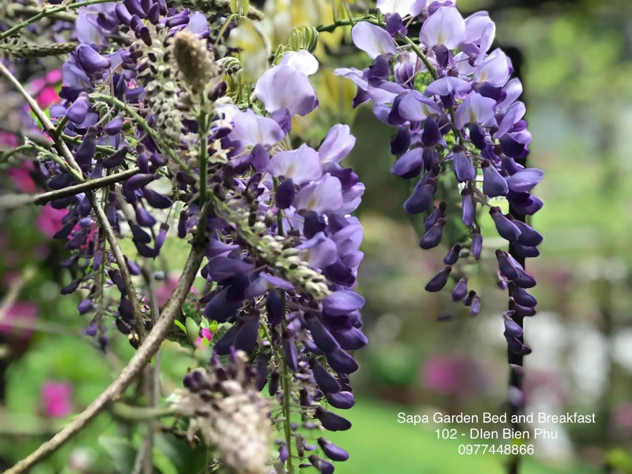 Garden in Sapa Garden Bed and Breakfast