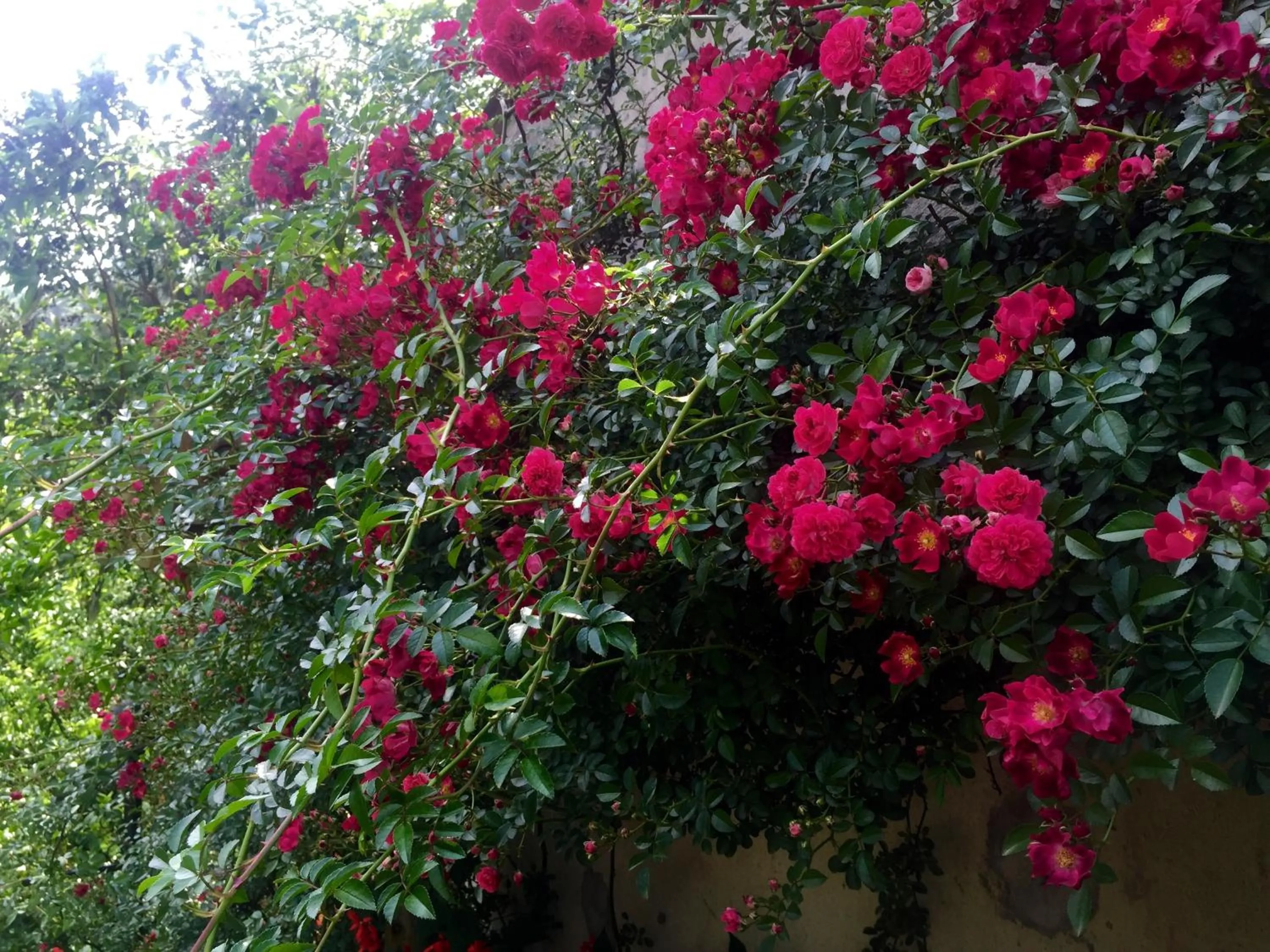 Day in Sapa Garden Bed and Breakfast