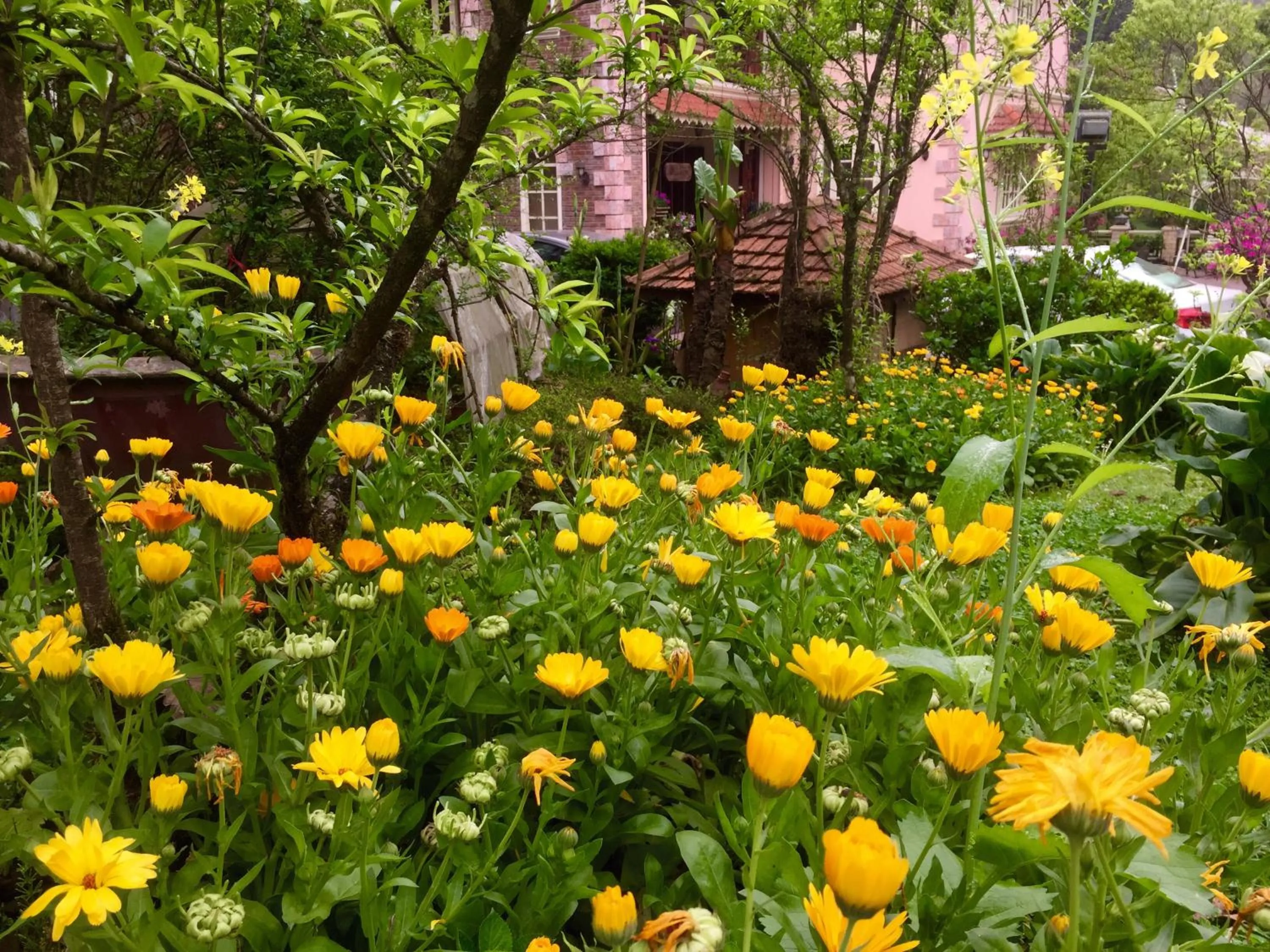 Spring in Sapa Garden Bed and Breakfast