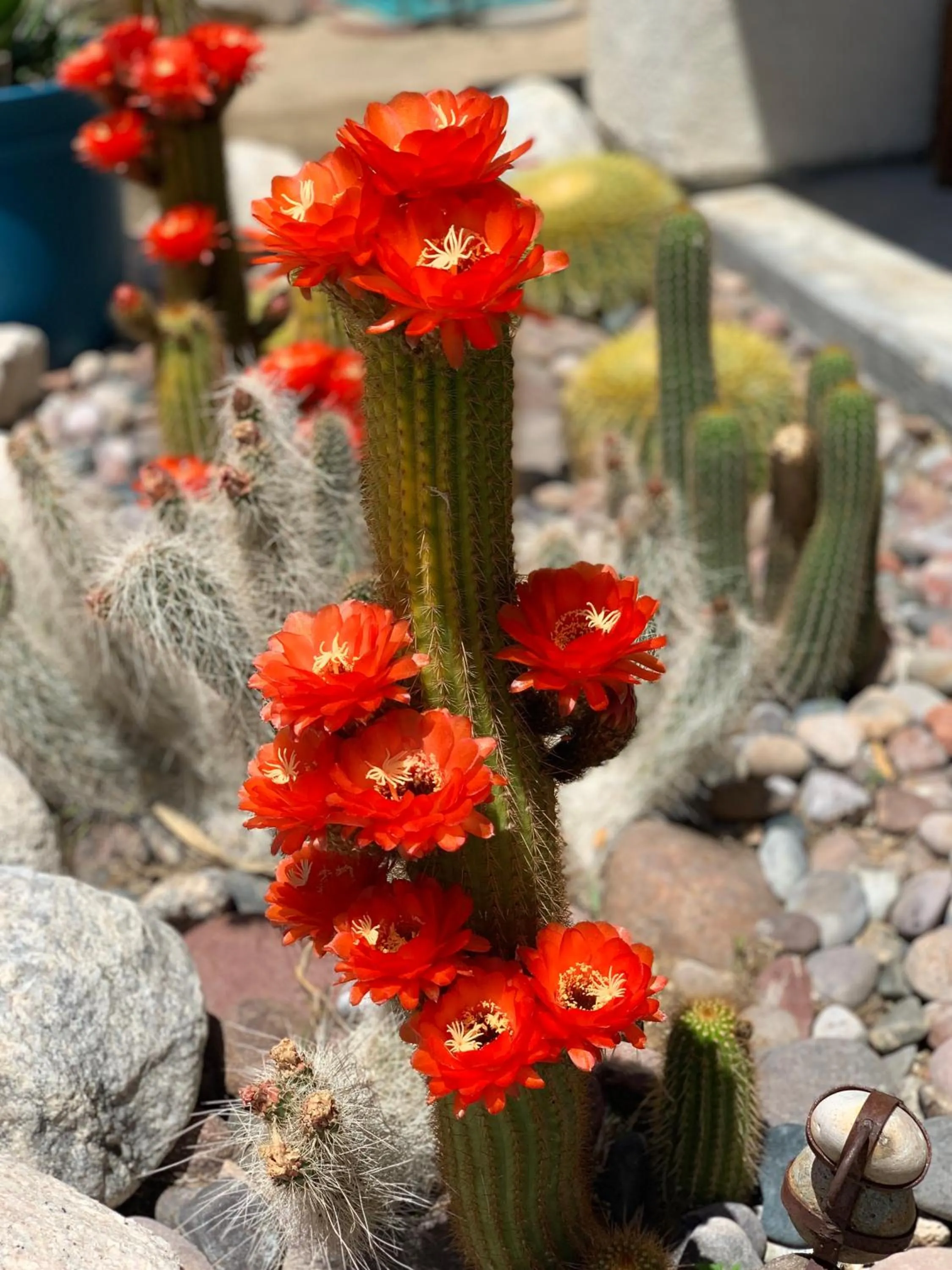 Patio in Casa De Frank