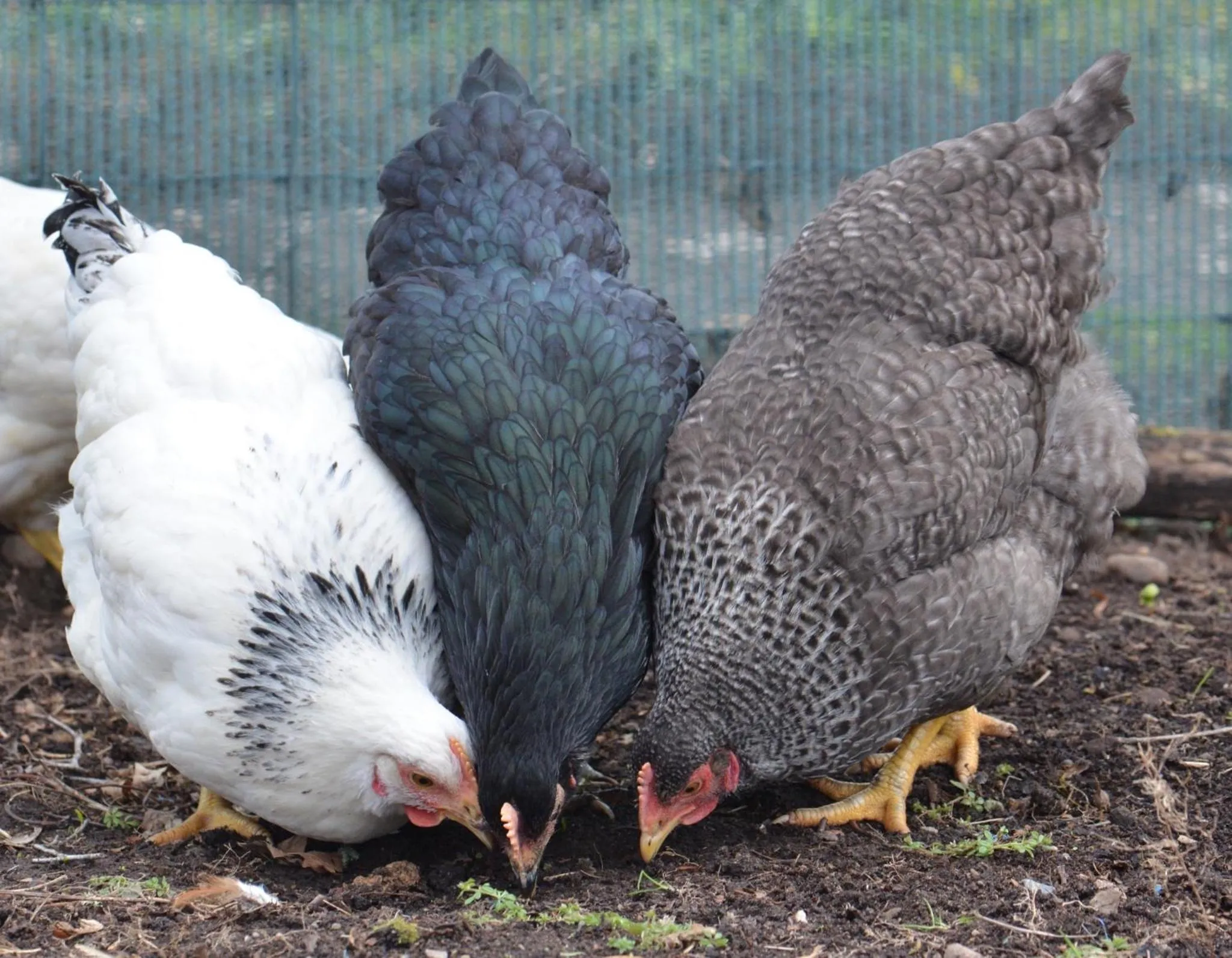 Animals in Home Farm Bed and Breakfast