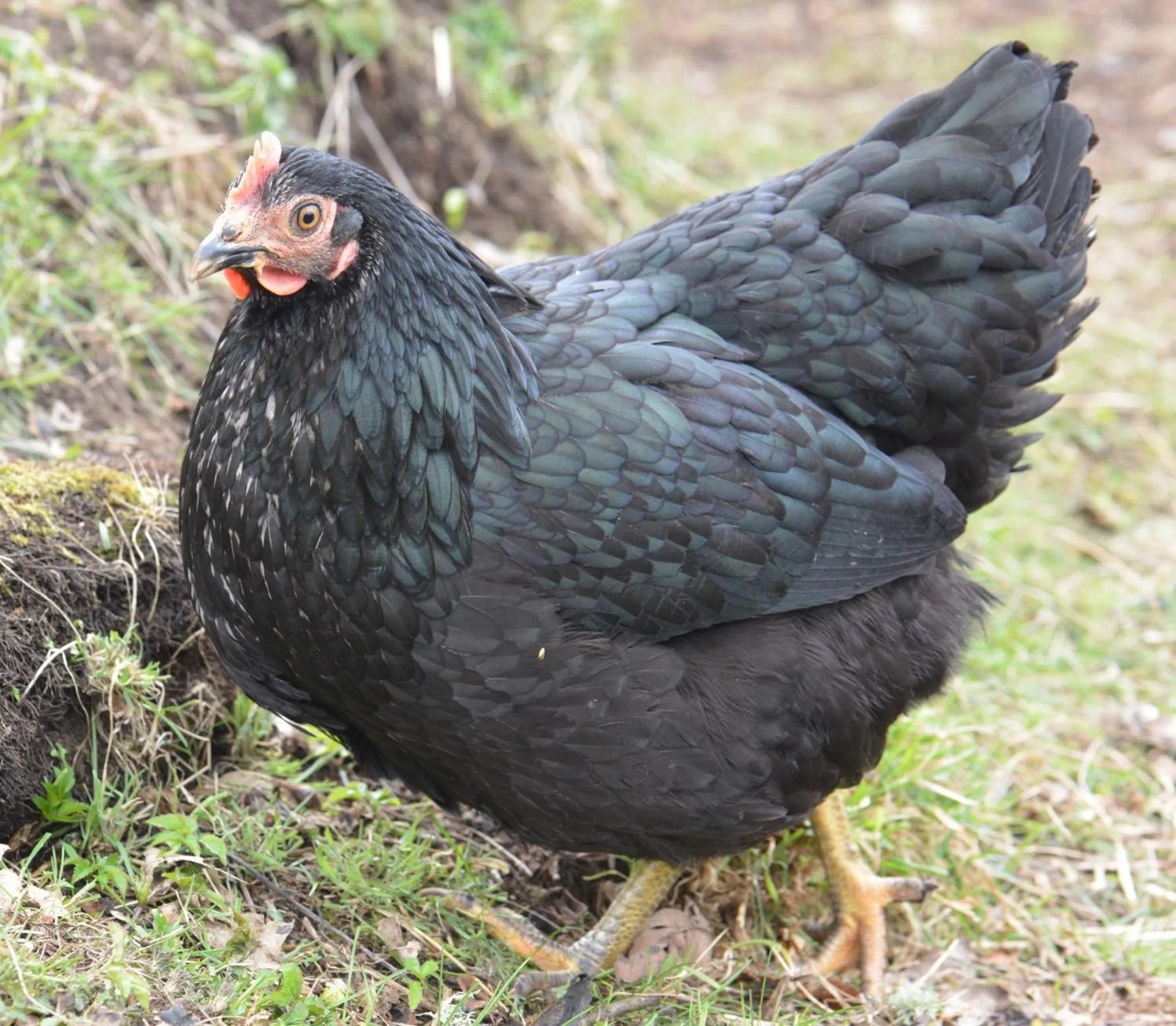 Animals in Home Farm Bed and Breakfast